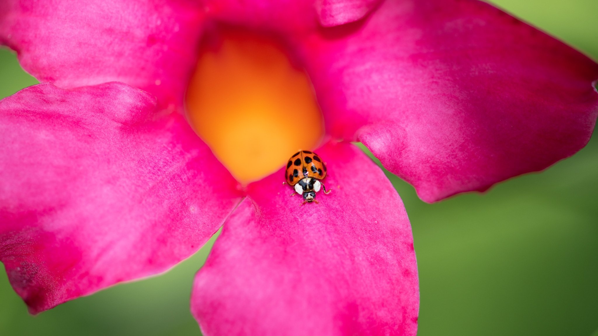 Ladybeetle