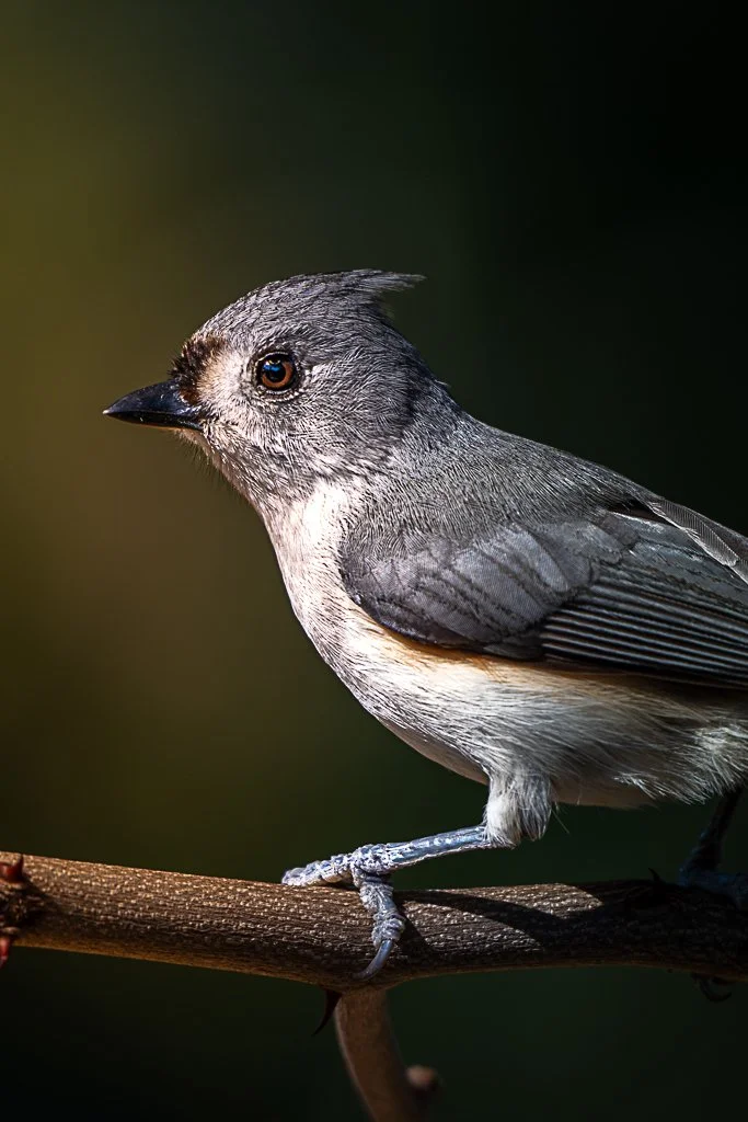 Tufted Titmouse - 011