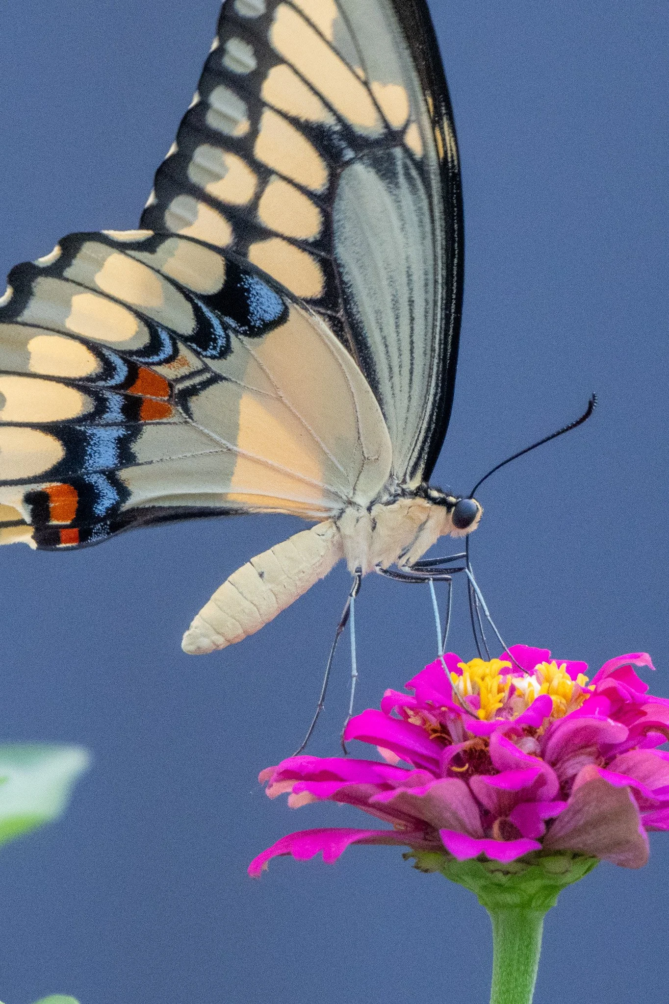 Giant swallowtail