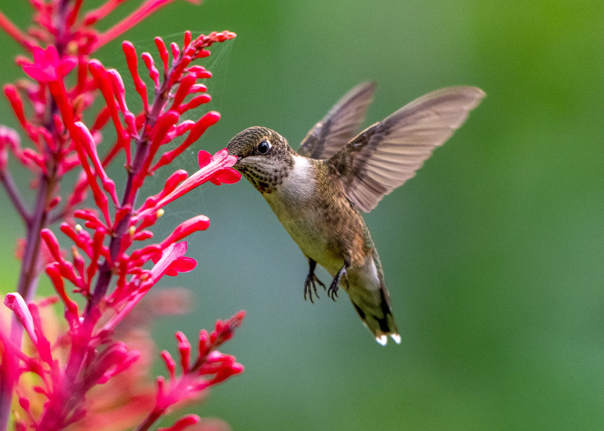 Ruby-throated hummingbird