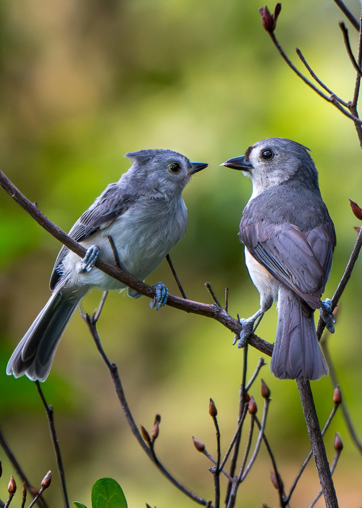 Tufted titmouse parent feeding juvenile