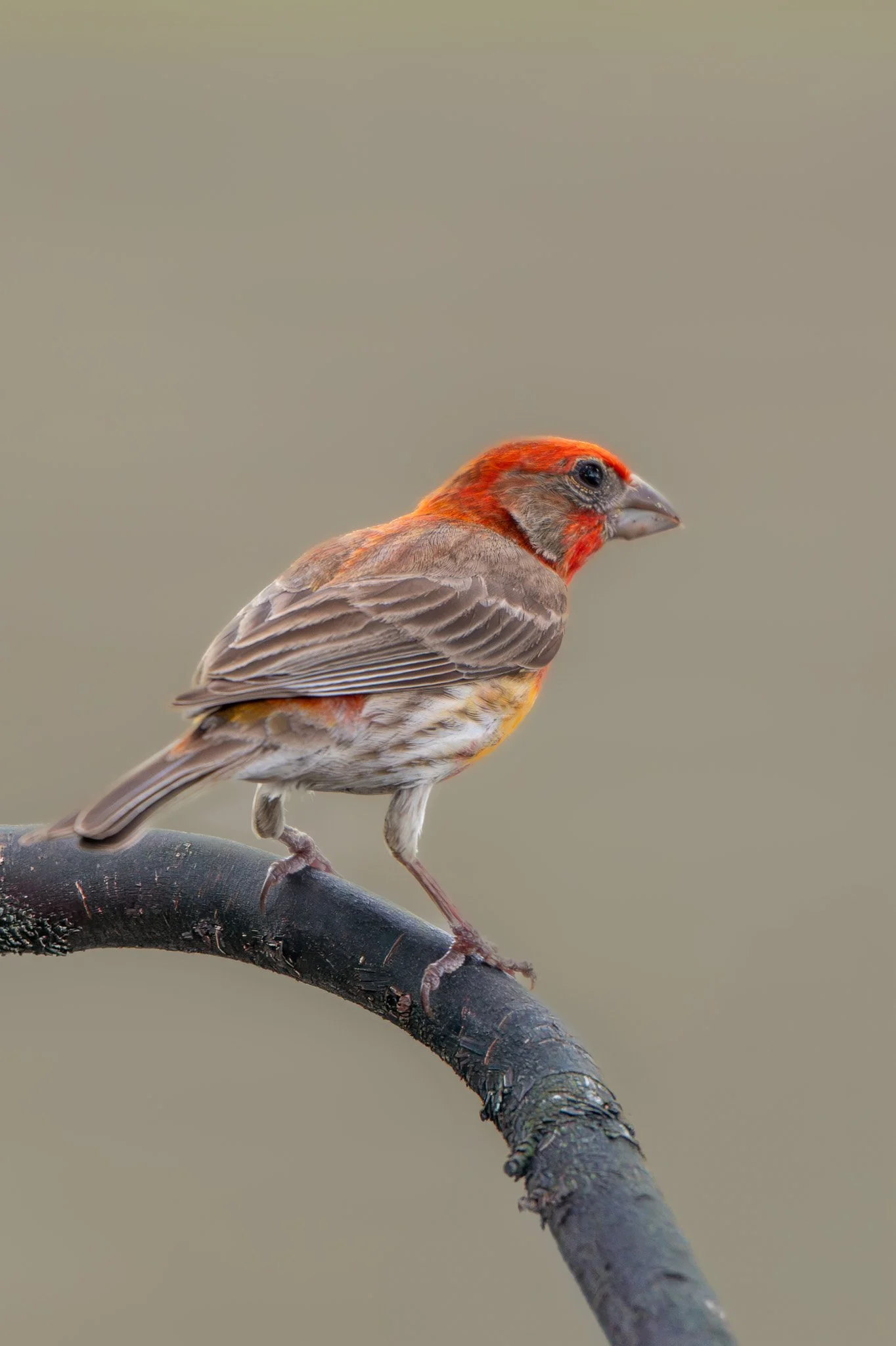 Male house finch