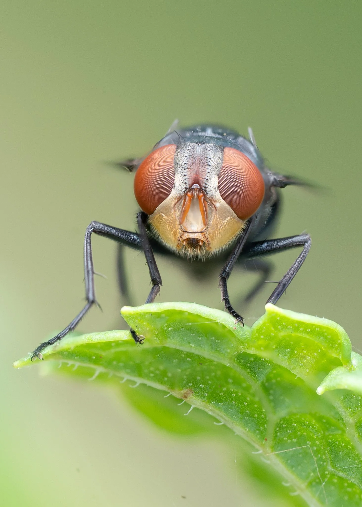 Common housefly
