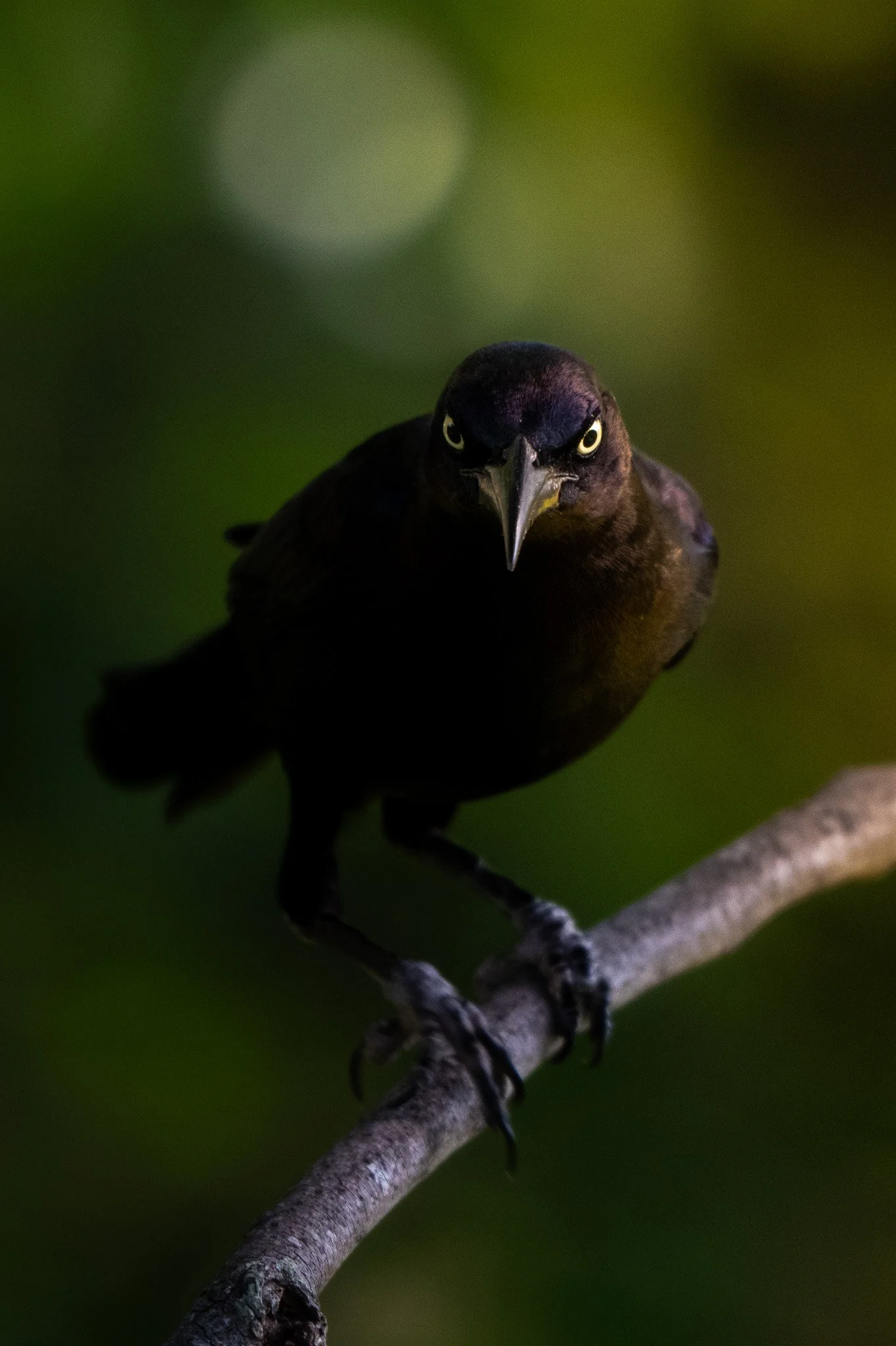 American crow