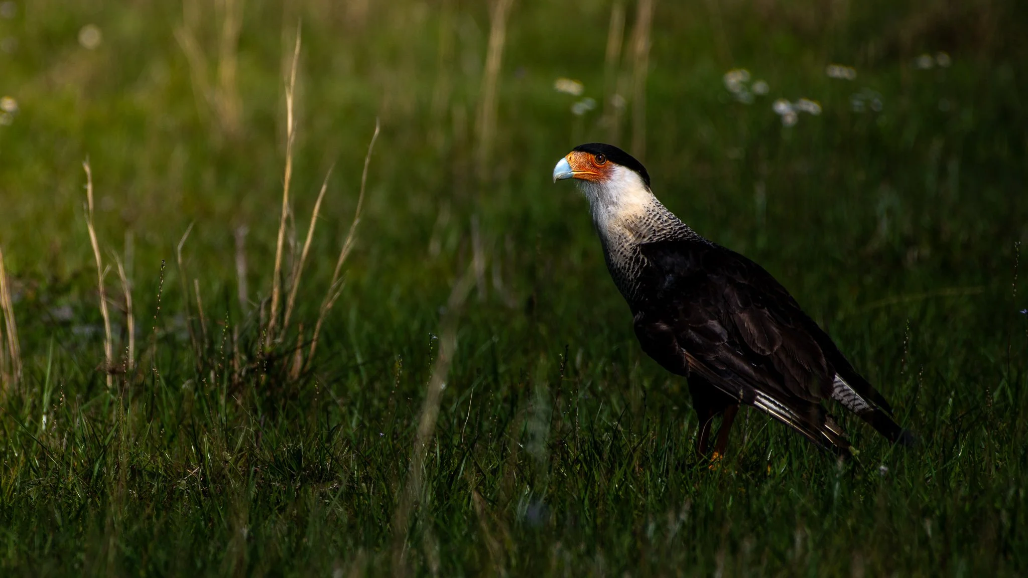 Crested caracara