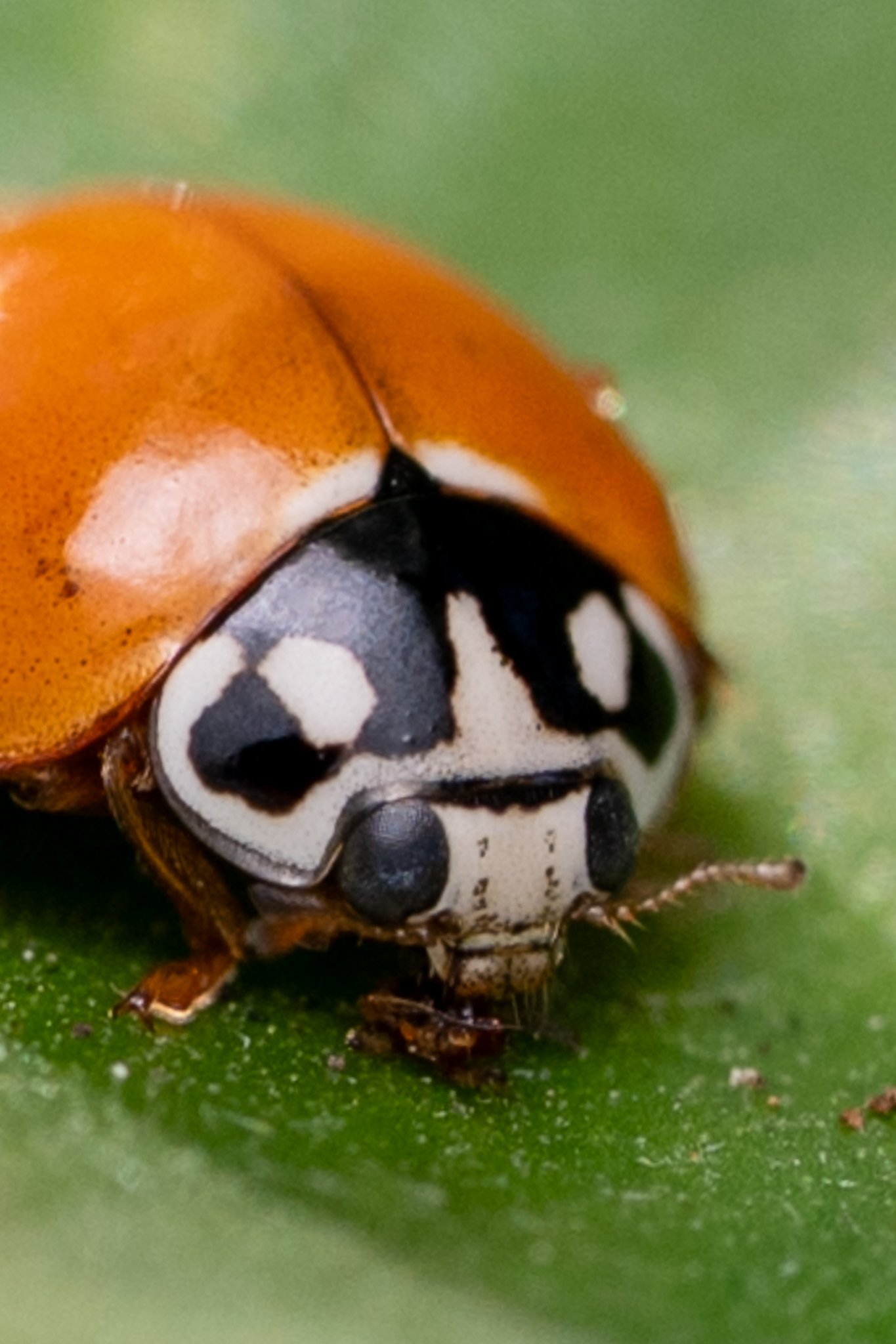 Native ladybeetle