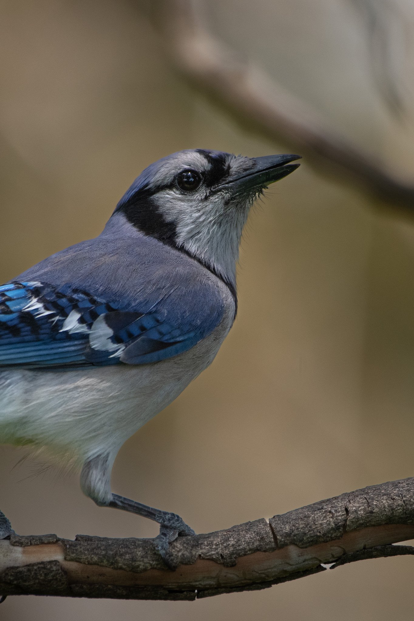 Blue jay