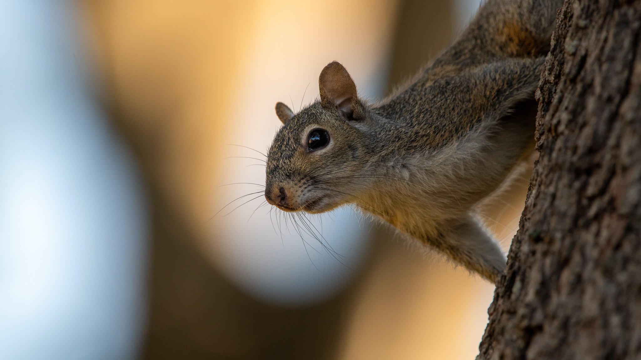 Gray squirrel
