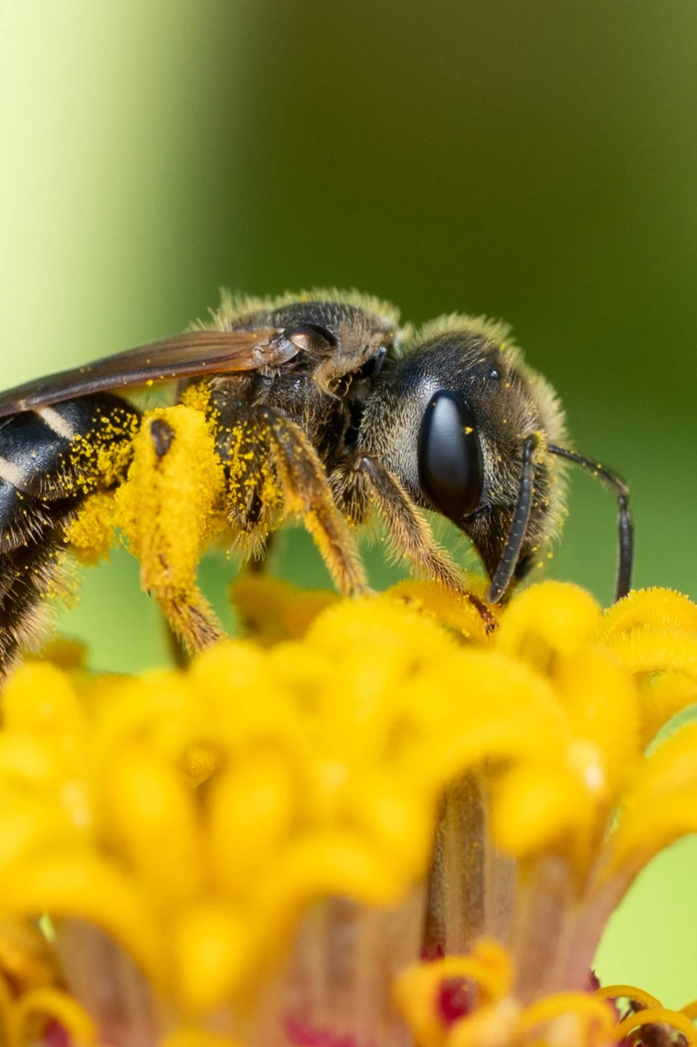 Honey Bee Busy Pollinating 102 06-22-26.jpg
