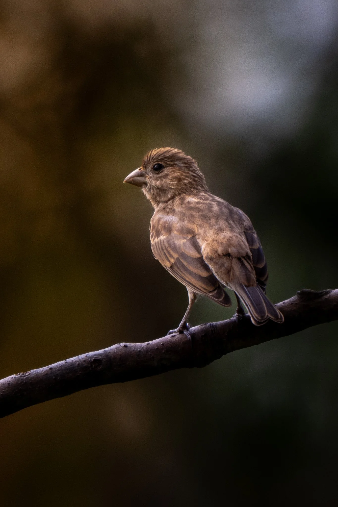 Female house finch