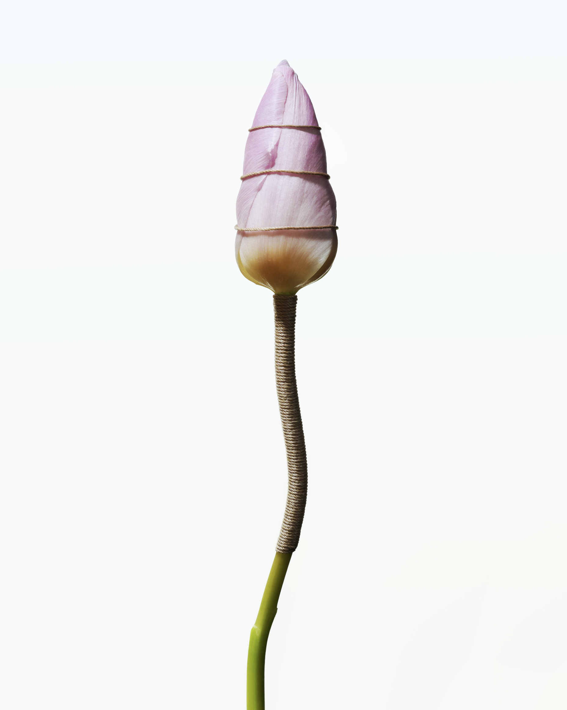 BOUND FLOWERS TULIP.png