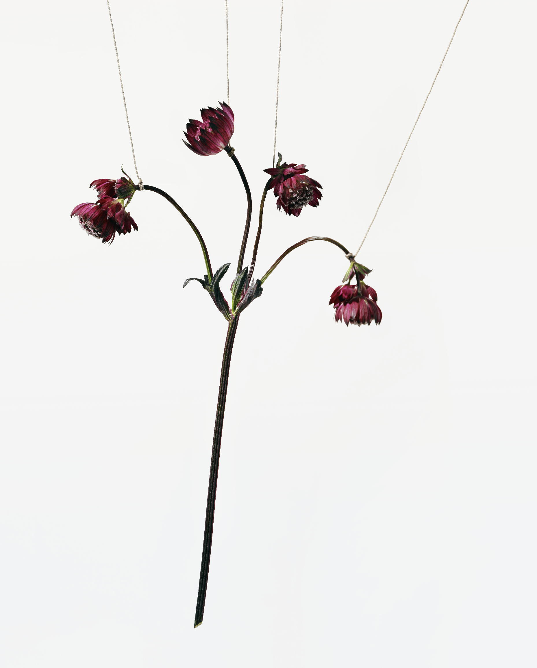 BOUND FLOWERS SUPORT.png