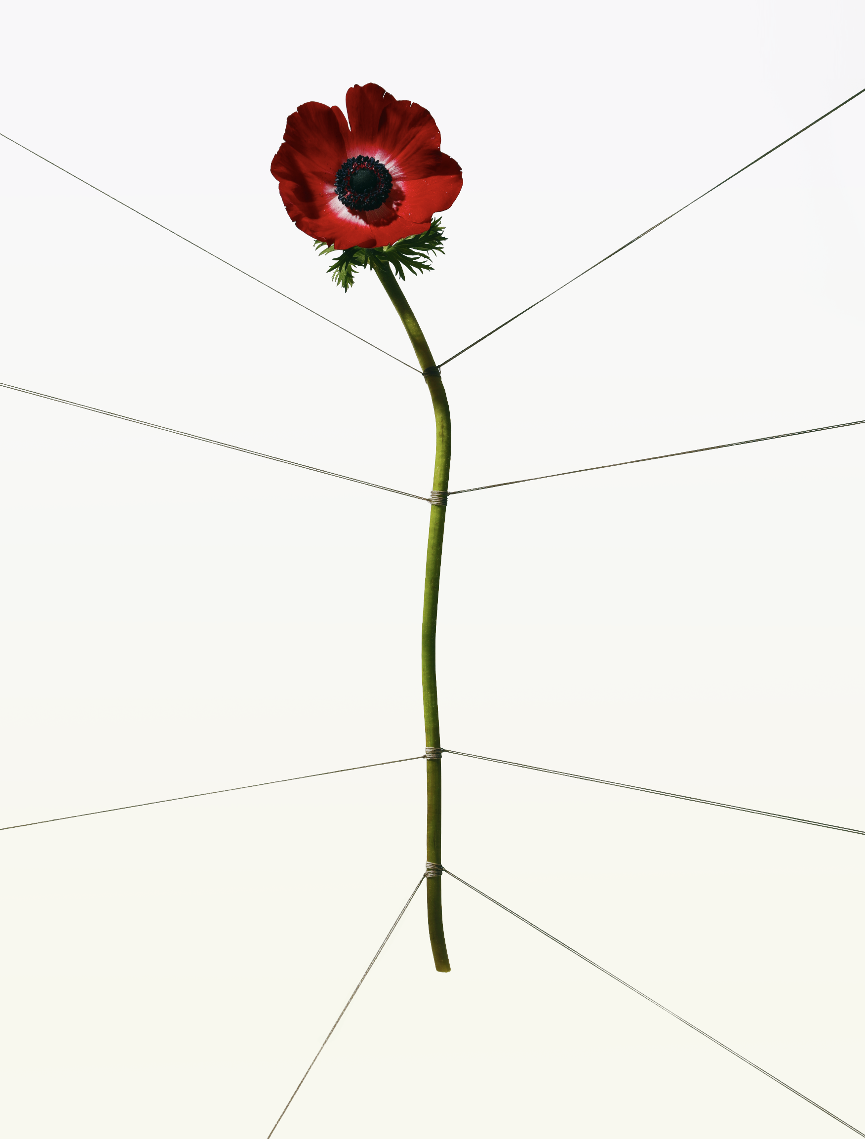 BOUND FLOWERS POPPY RED.png