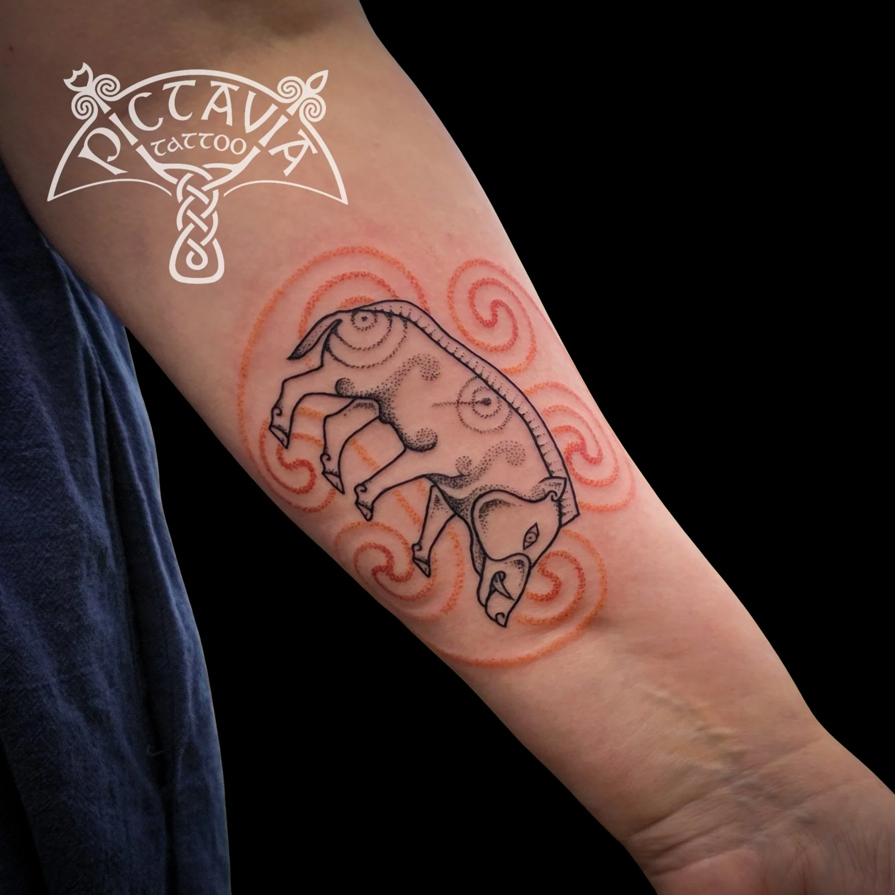 Pictish Boar and Pictish Spirals tattoo. Hand drawn design, Pictish beast, Boar, Spirals, historic art, ancient art, black ink, red ink, colour tattoo