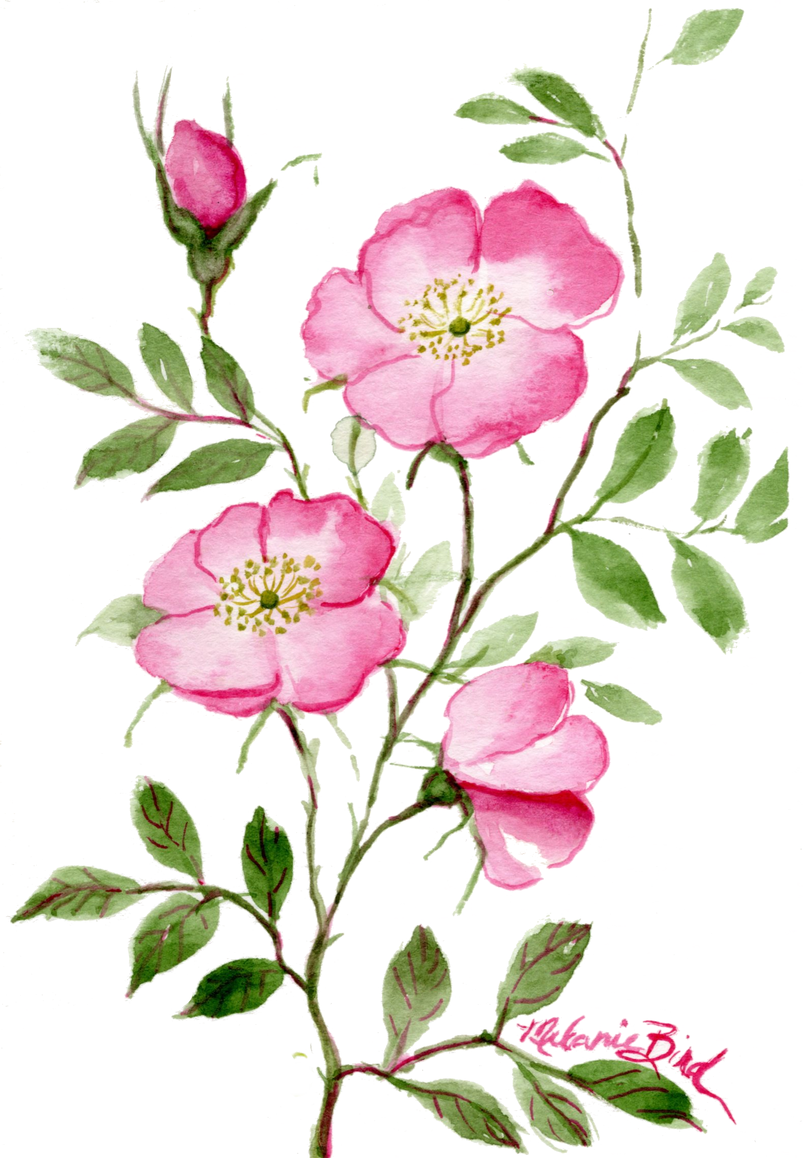 wildroses 1 no background.png