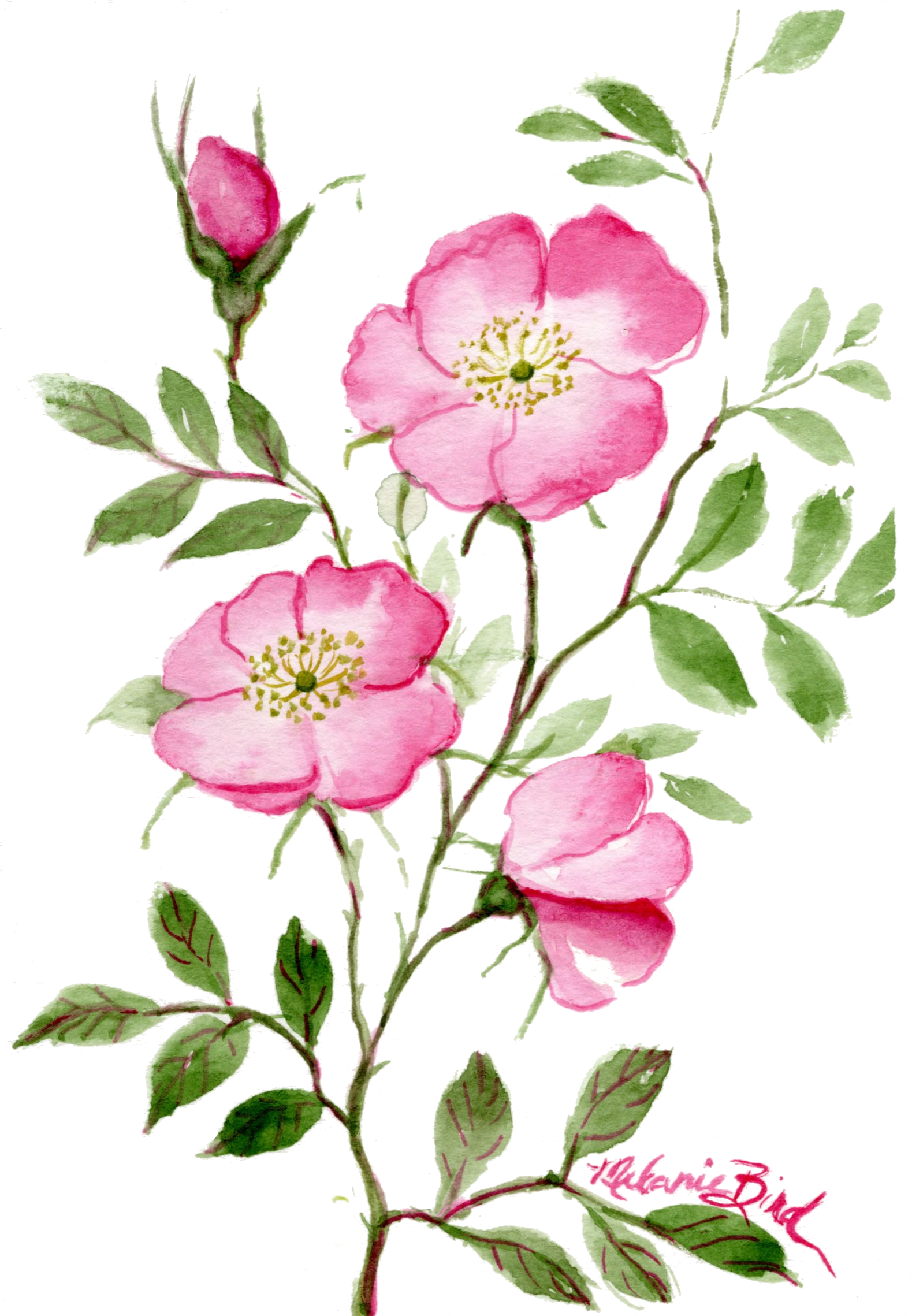 Wild Roses Simple