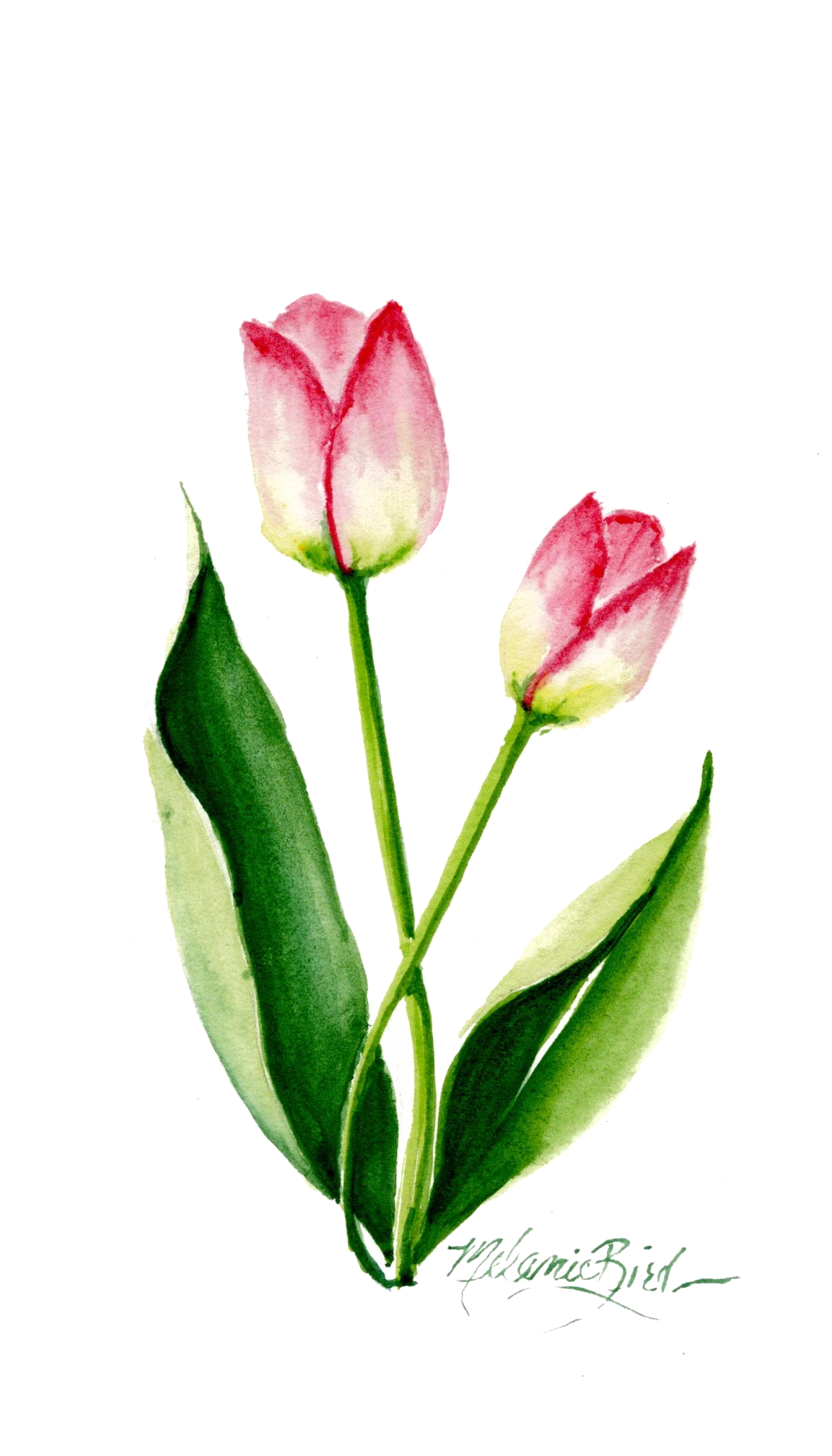 Spring Tulips