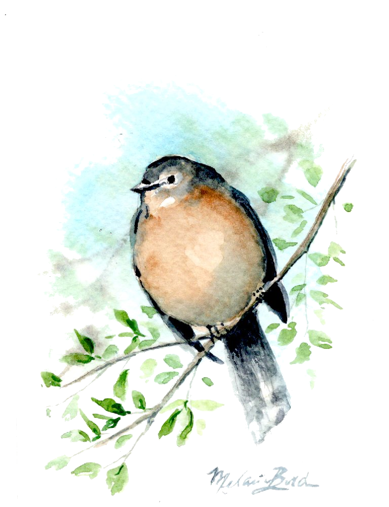Robin rebreast. clean.png