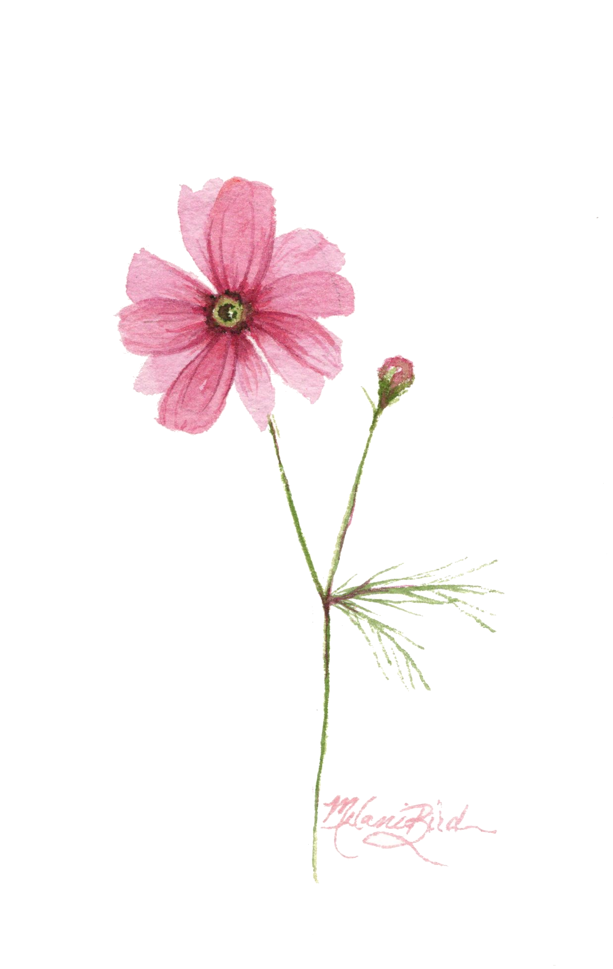 Simple Cosmos