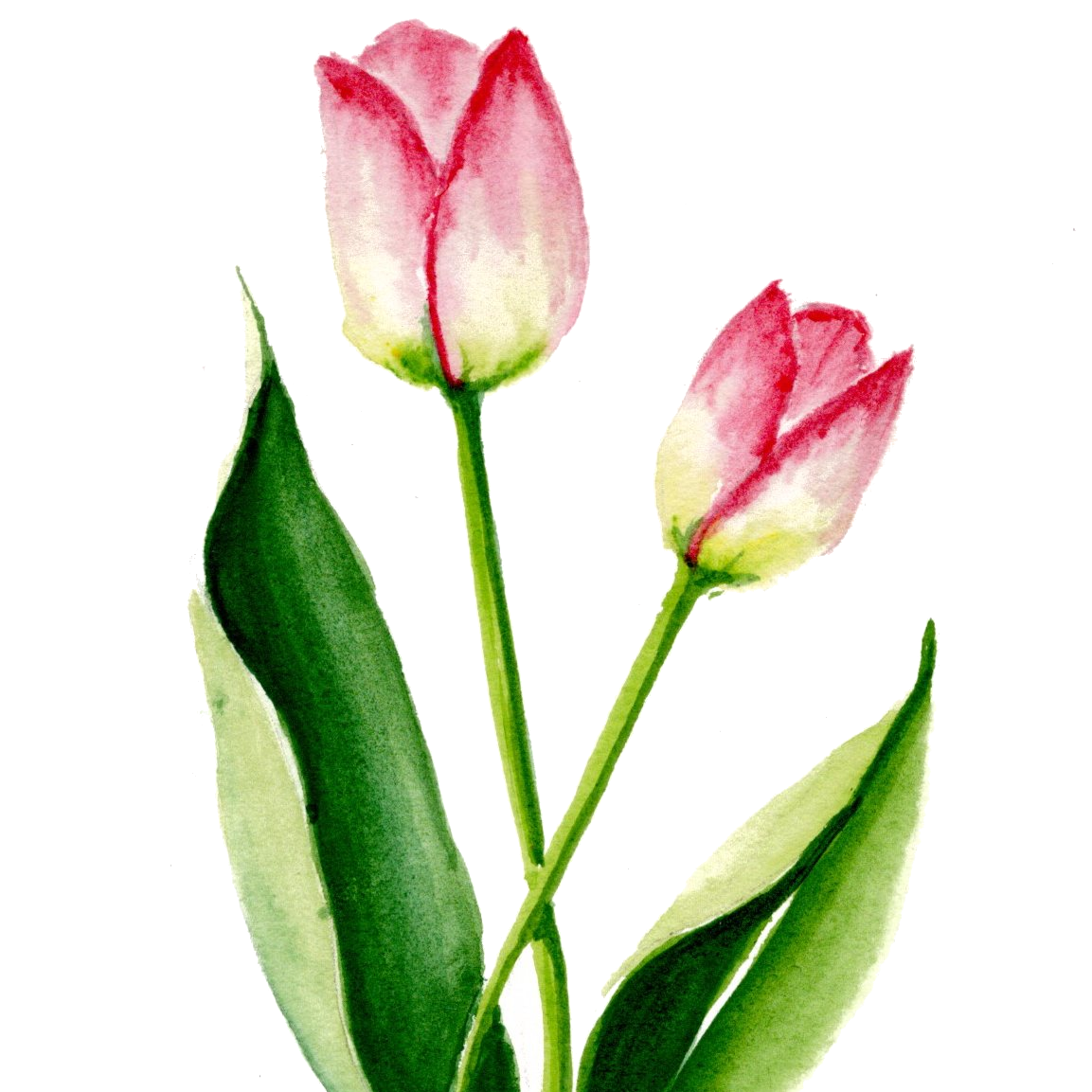 simple+tulips+%231.png
