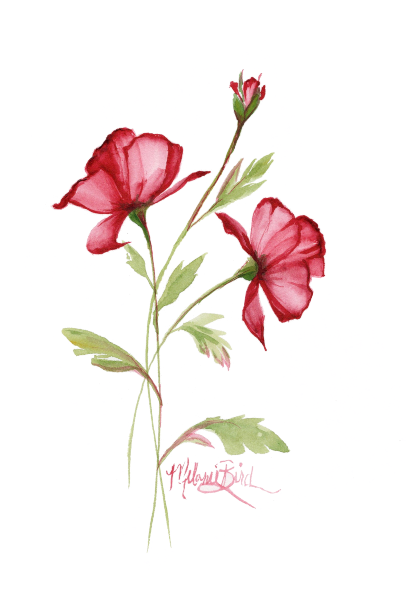 Red Poppies