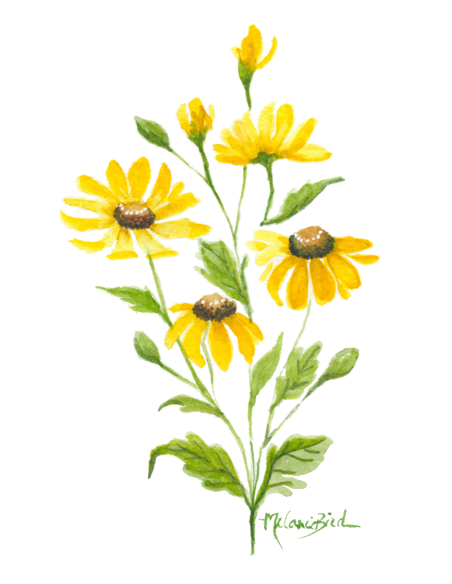 Yellow Daisies