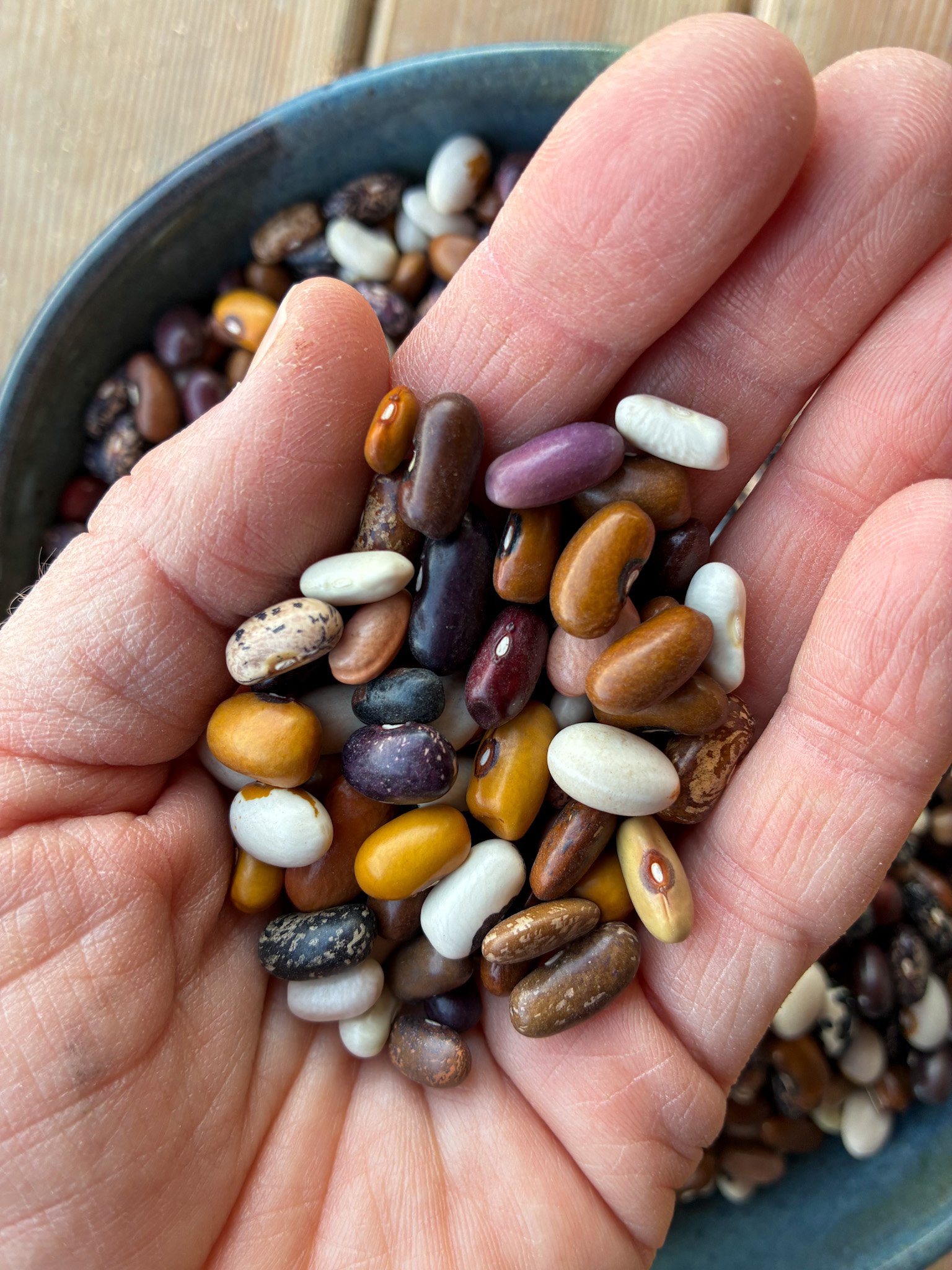 Mixed beans in hand.jpg
