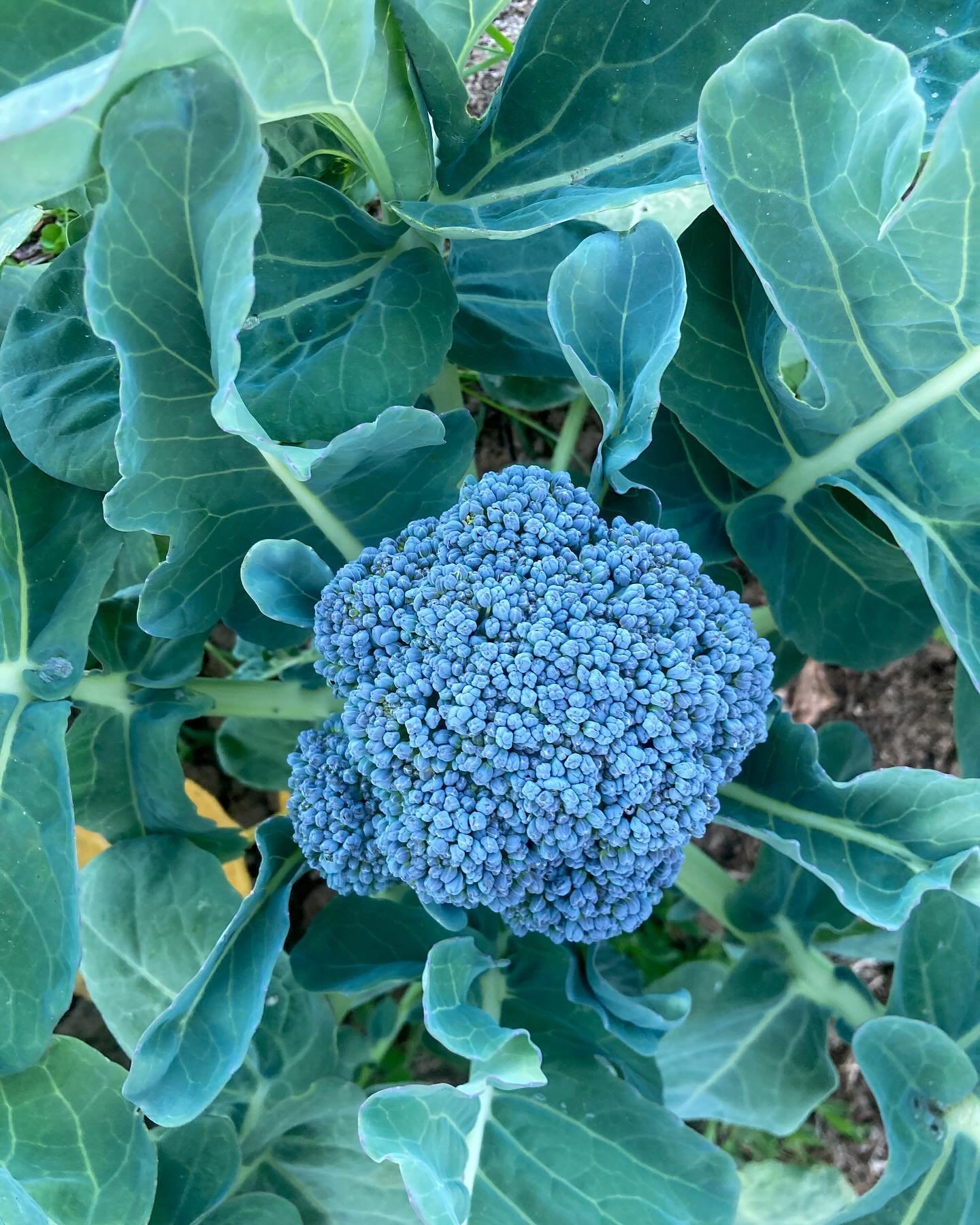 Trialing open-pollinated varieties from regional seed producers for next year&rsquo;s veggie starts and finding some real gems.