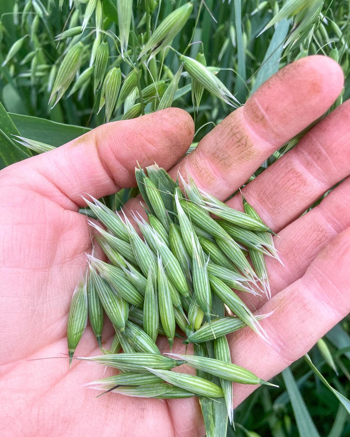 The milky oats are beautiful this season! Picked right at milk stage, oats are a gentle restorative for the whole nervous system. These fresh milky oats are ready to tincture, or you can dry them for teas and infusions. Find our fresh milky oats on t