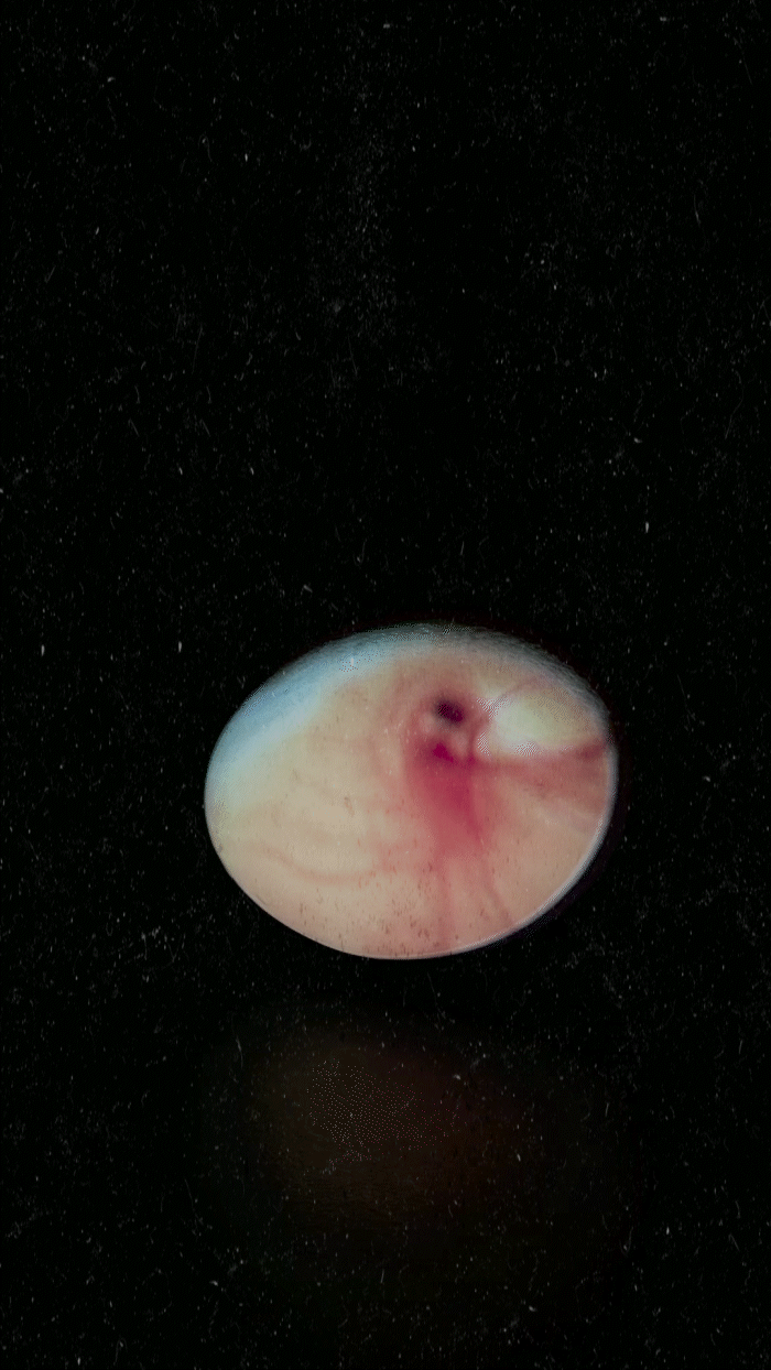 Close-up of a fertilized bird egg, showing an embryo developing inside against a dark background.
