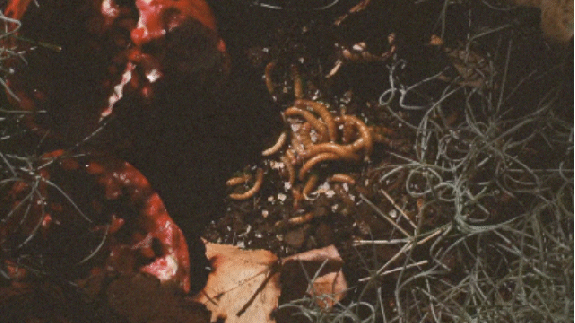Close-up of worms on soil, surrounded by red and green plant material.