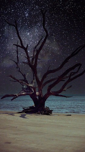 NIGHT TREE.gif