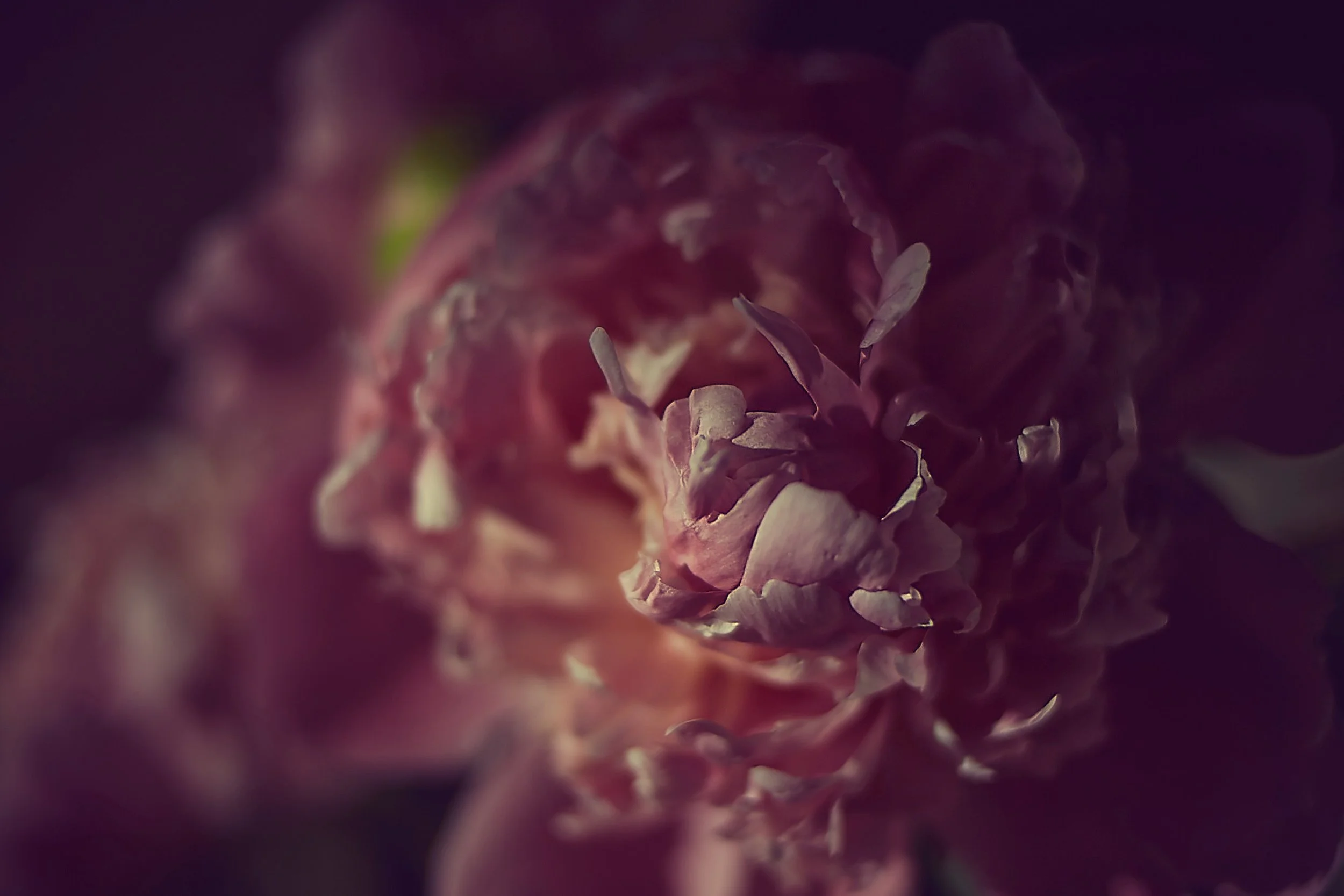 Close-up of a dried, wilted flower in muted tones of pink, purple, and green.