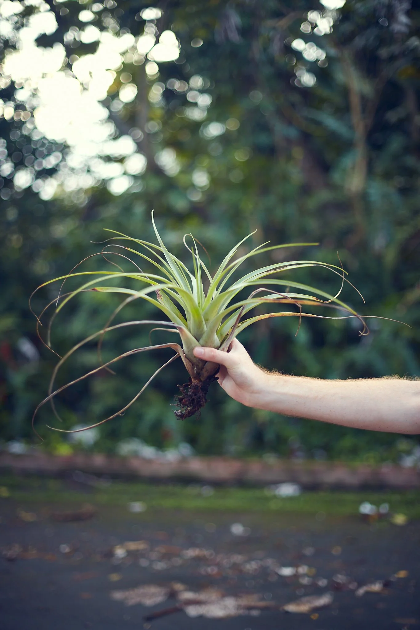 Person holding a large plant with long, slender leaves outdoors with blurred trees and sky in the background.