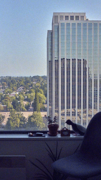 View of tall office building with glass windows and cityscape in the background seen from office window, with a small potted plant on the windowsill and a black chair in the foreground.
