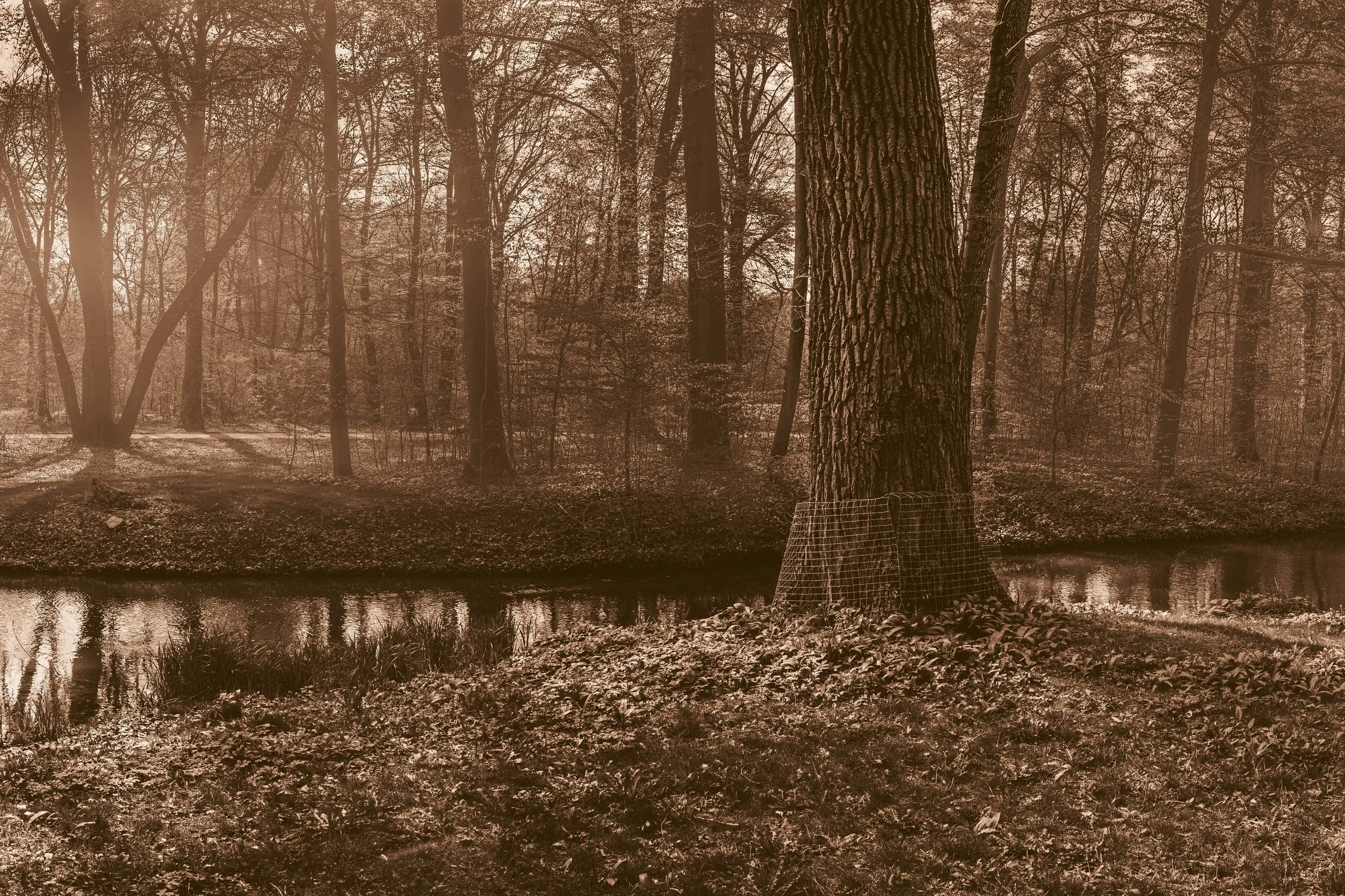 englisher_park_brown-center-36x24.jpg