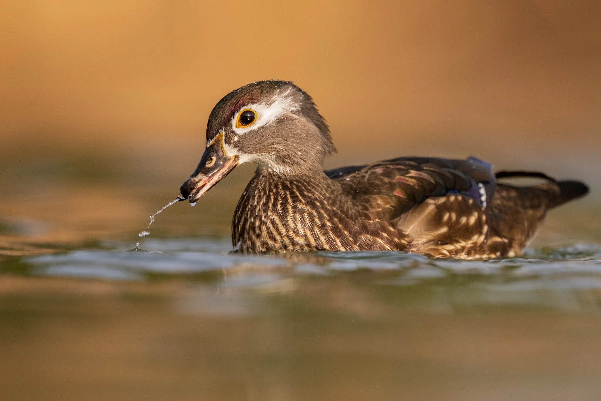 A female Wood Duck lifts her head from the water as droplets fall from her bill in the warm morning light.