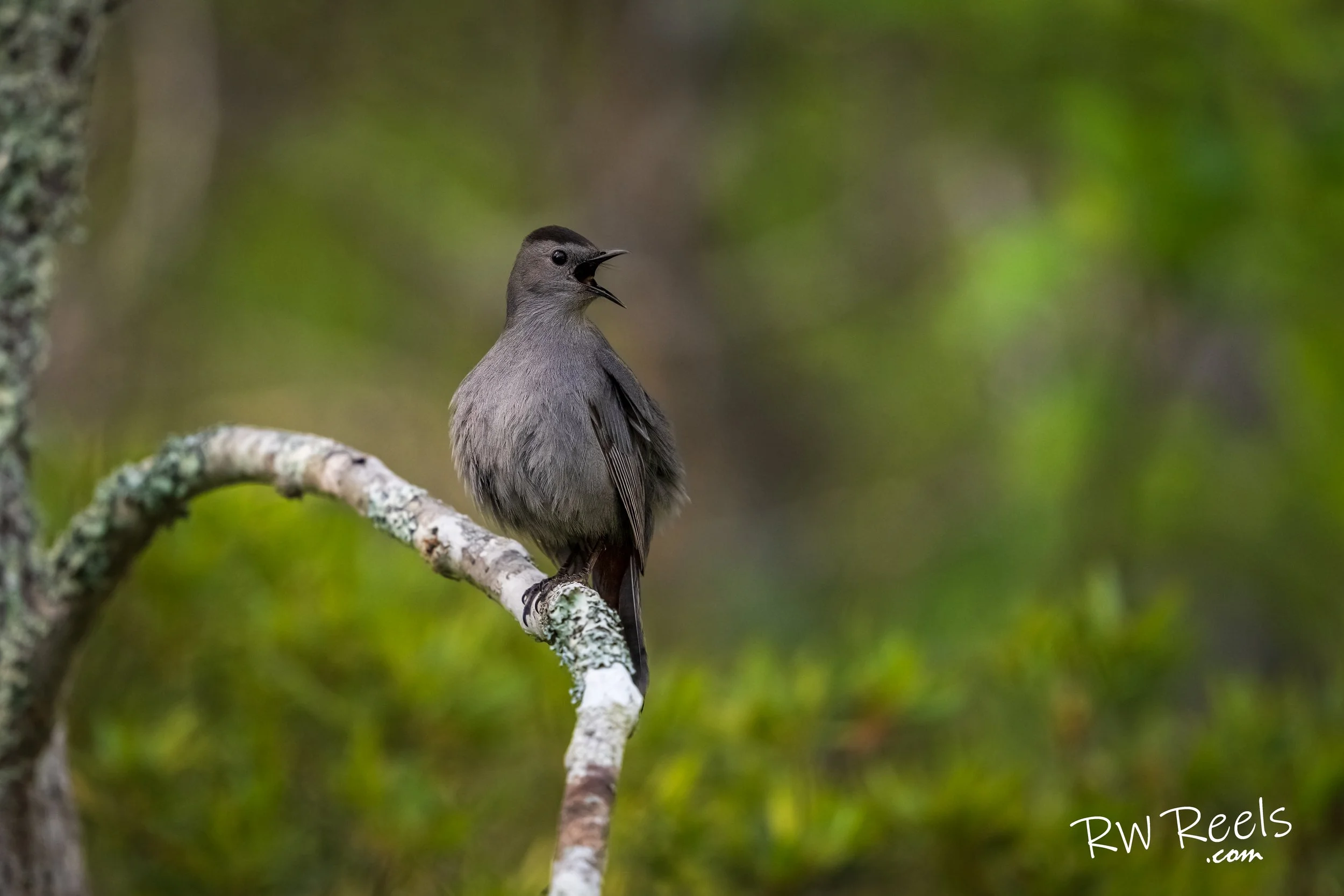 A Gray Catbird lets out its signature mewing call from a mossy branch, surrounded by spring foliage. Captured in the heart of North Carolina's woodlands.