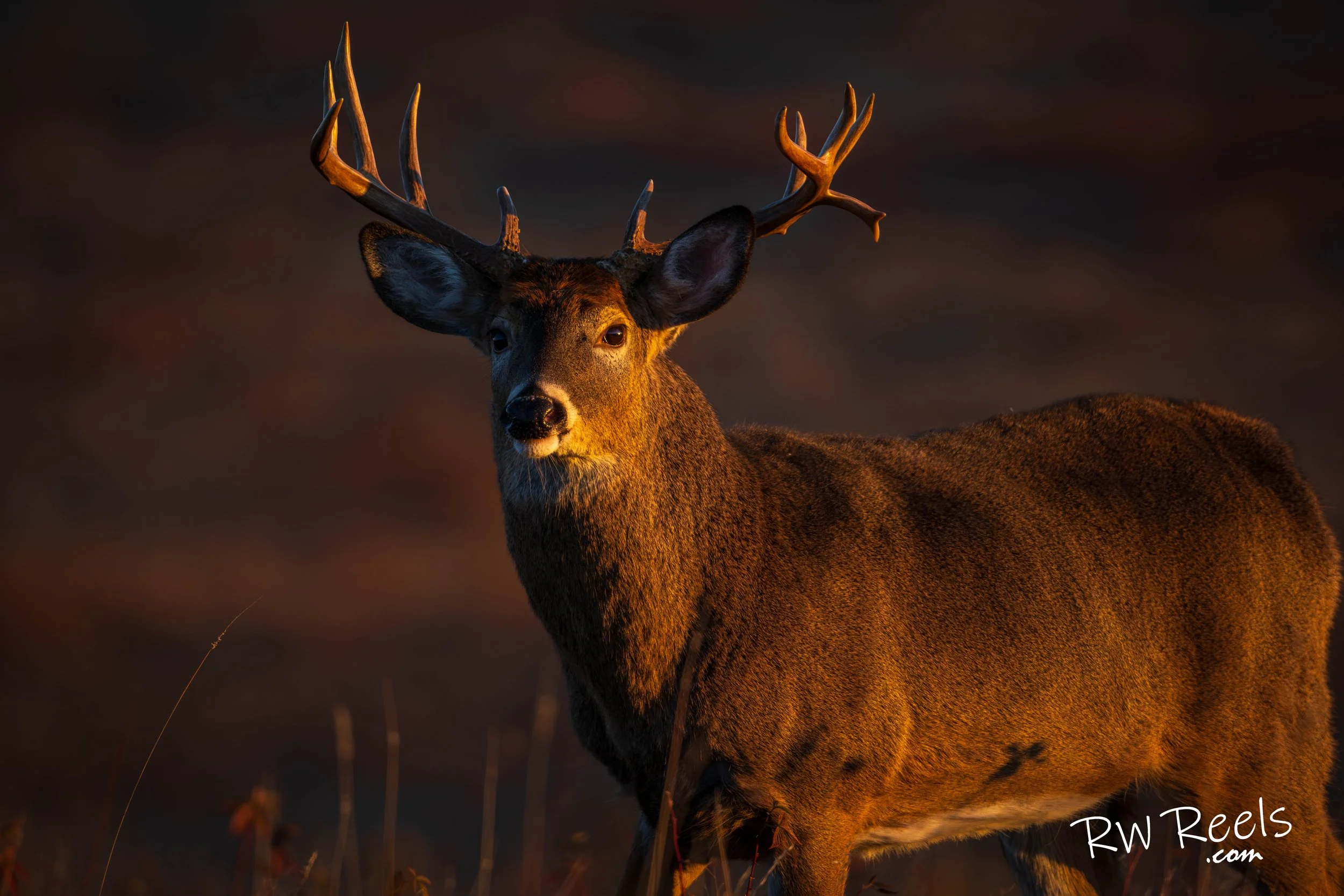 A majestic white-tailed buck stands alert against a softly blurred autumn backdrop. The golden light illuminates the rich texture of its fur and the impressive spread of its antlers, creating a portrait that embodies the quiet elegance of the wild. C
