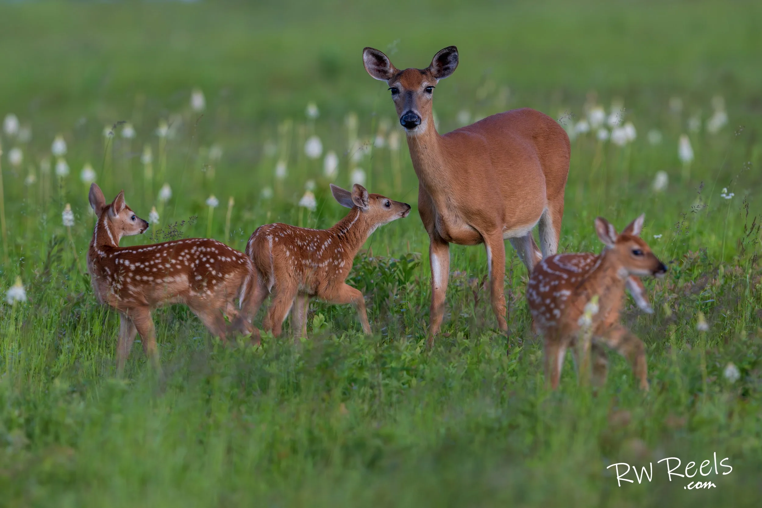 This mom would later adopt the fawn closer to the camera and out of focus. And on additional trips I would see the three fawns behaving as brothers and sisters do.