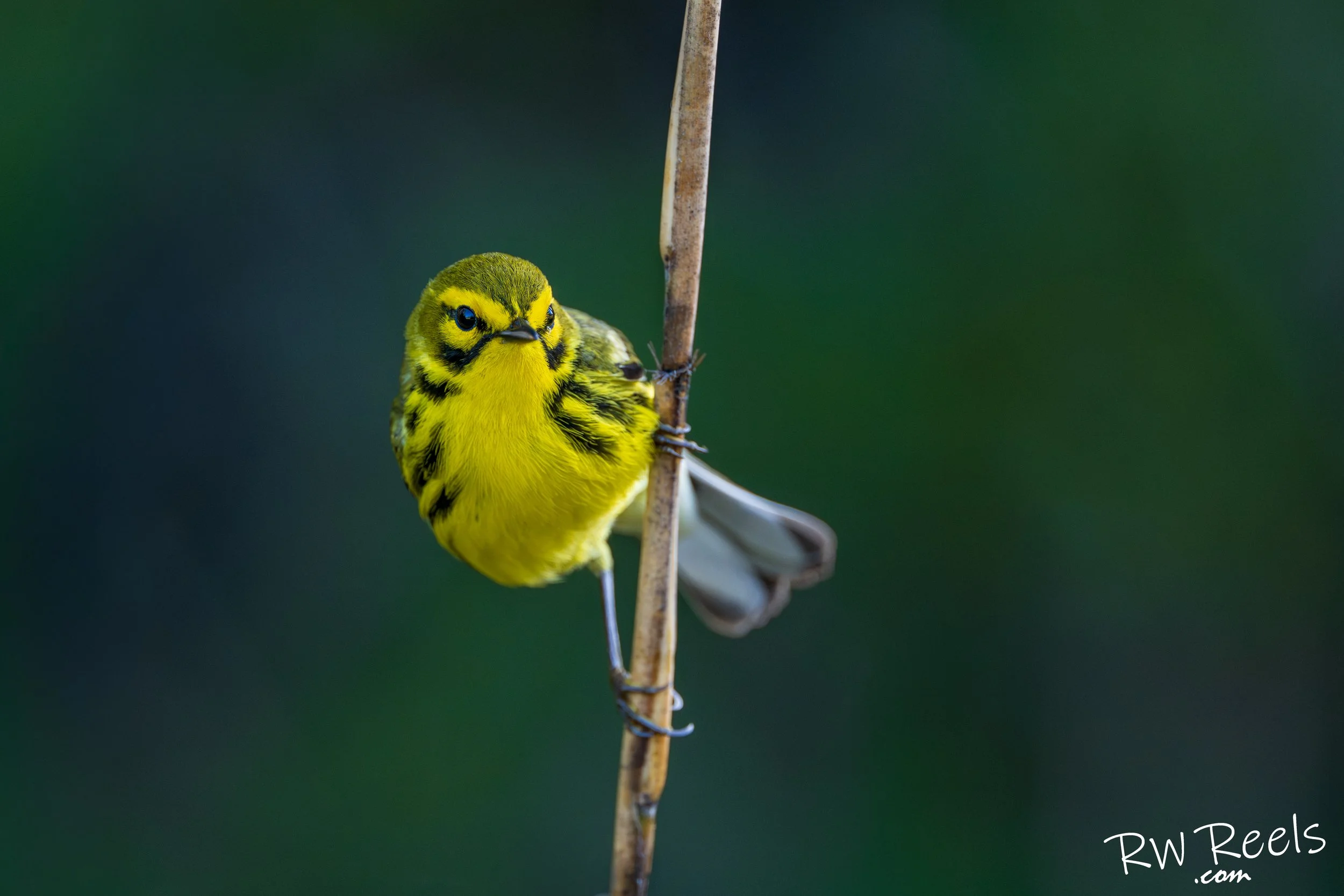 ARNWR4.3.26 (1052 of 5253)-Edit.jpg