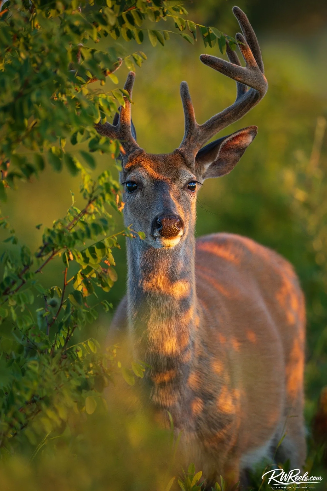 Velvet in the Evening Light — Shenandoah Buck Portrait Fine Art Print