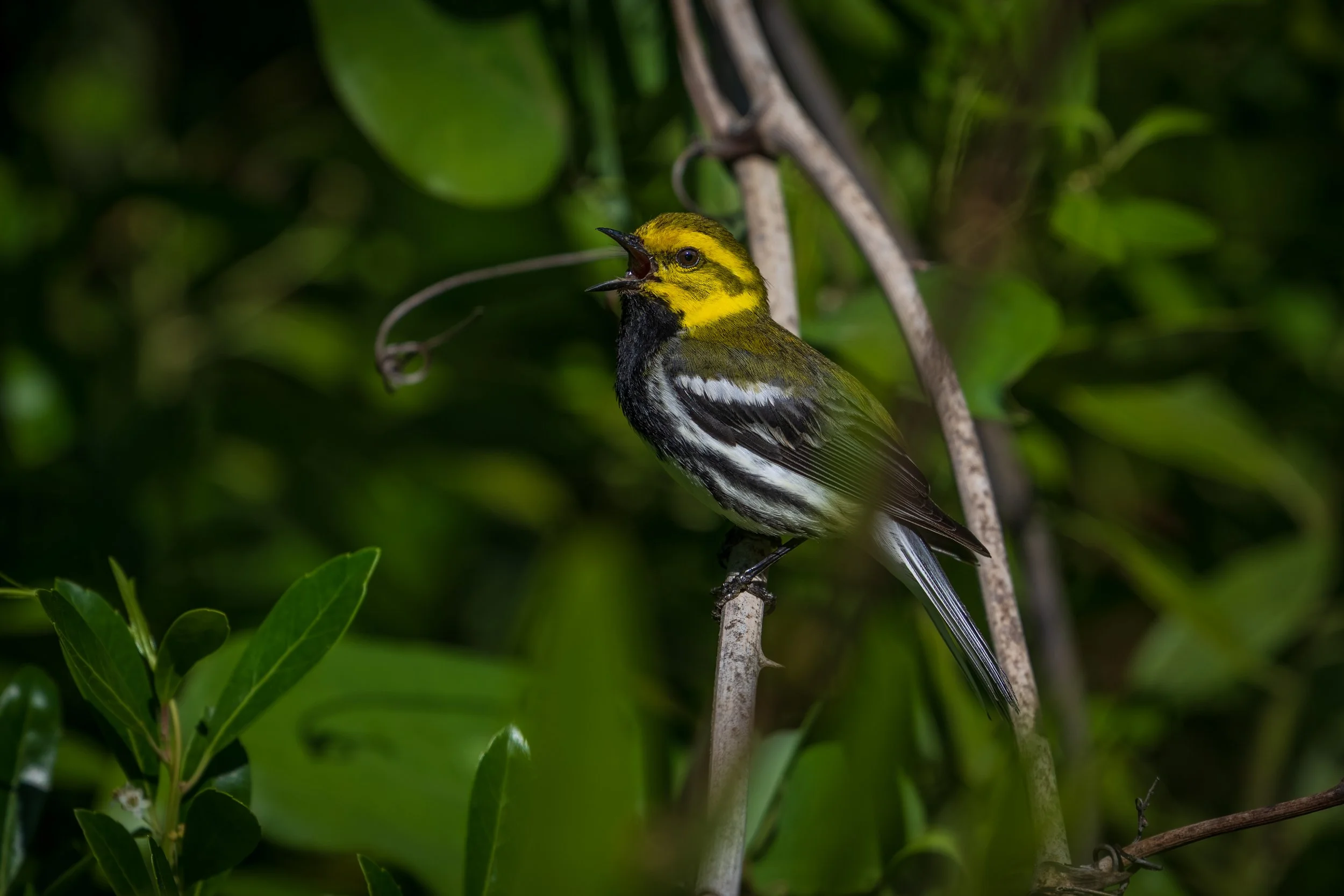 Yellow Face in the Leaves — Black-throated Green Warbler Fine Art Print