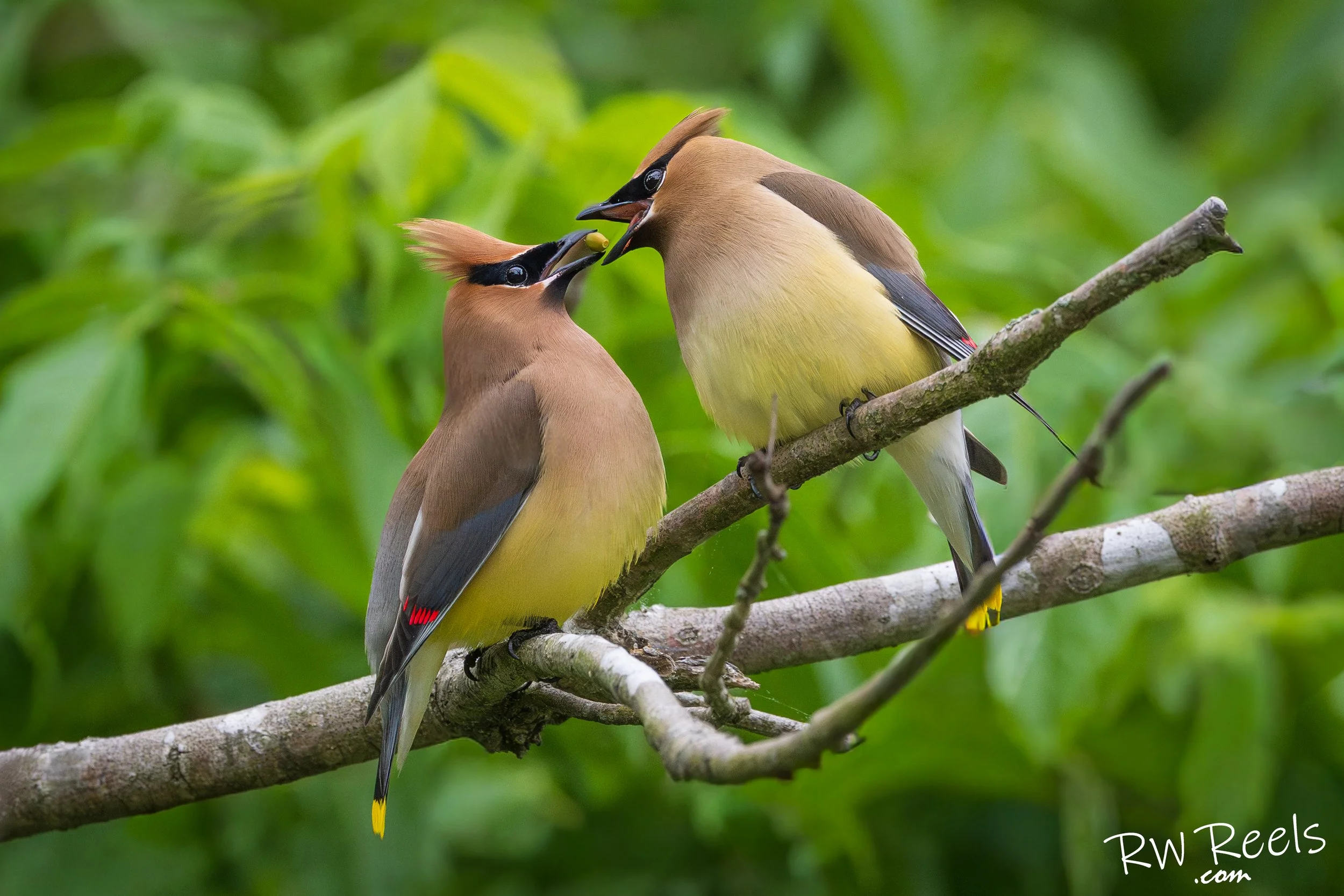 A Berry, Shared — Cedar Waxwings Fine Art Print