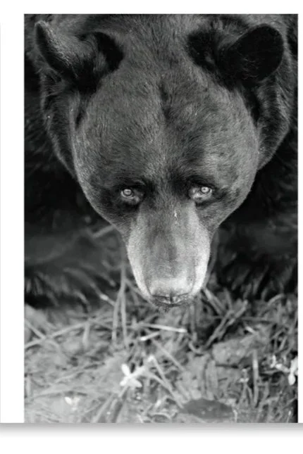 enhanced-matte-paper-poster-%28in%29-11x14-front-6a7b11537c6b8.jpg