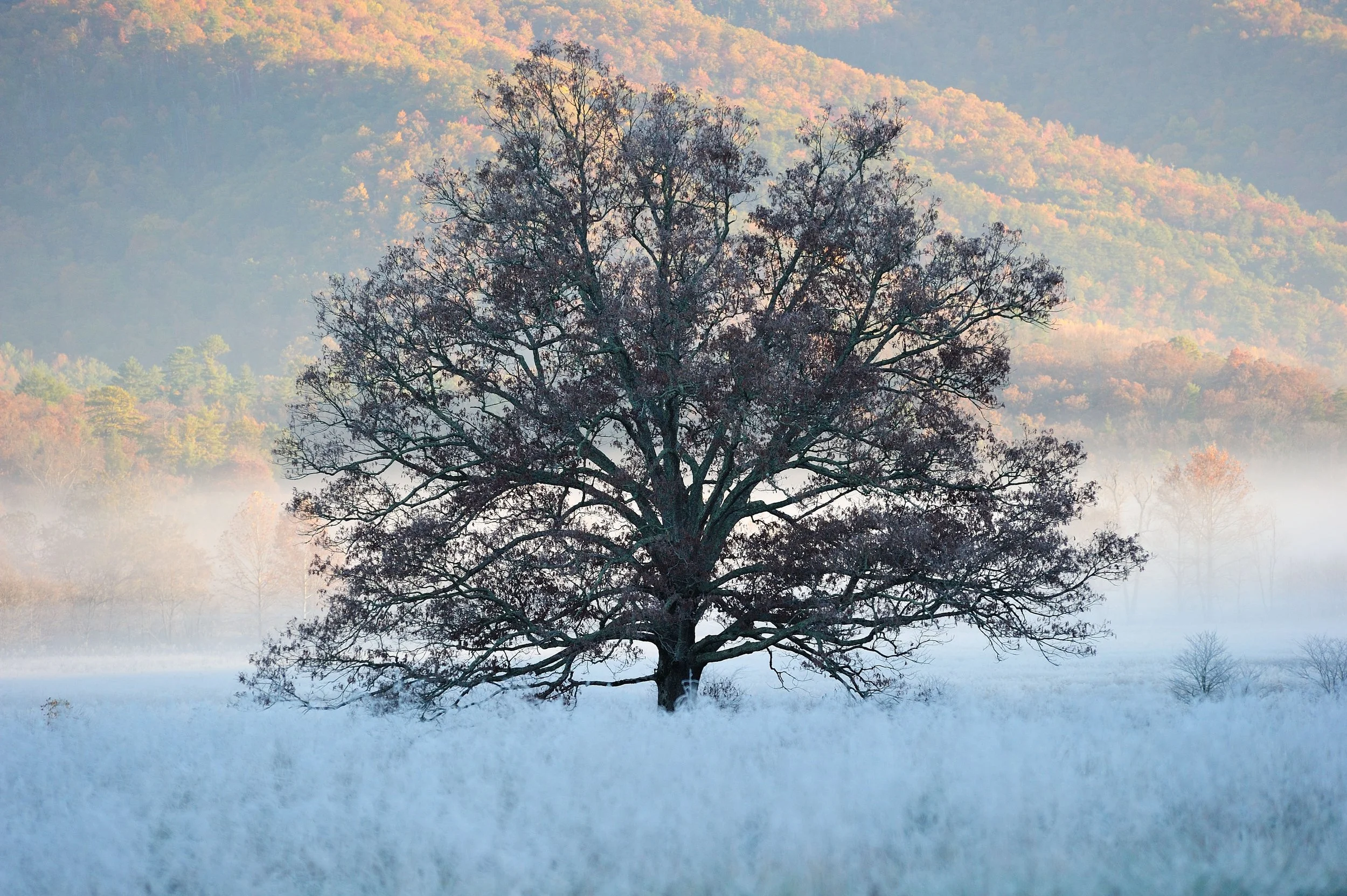 Frosty Morning at Cades Cove, GSMNP.