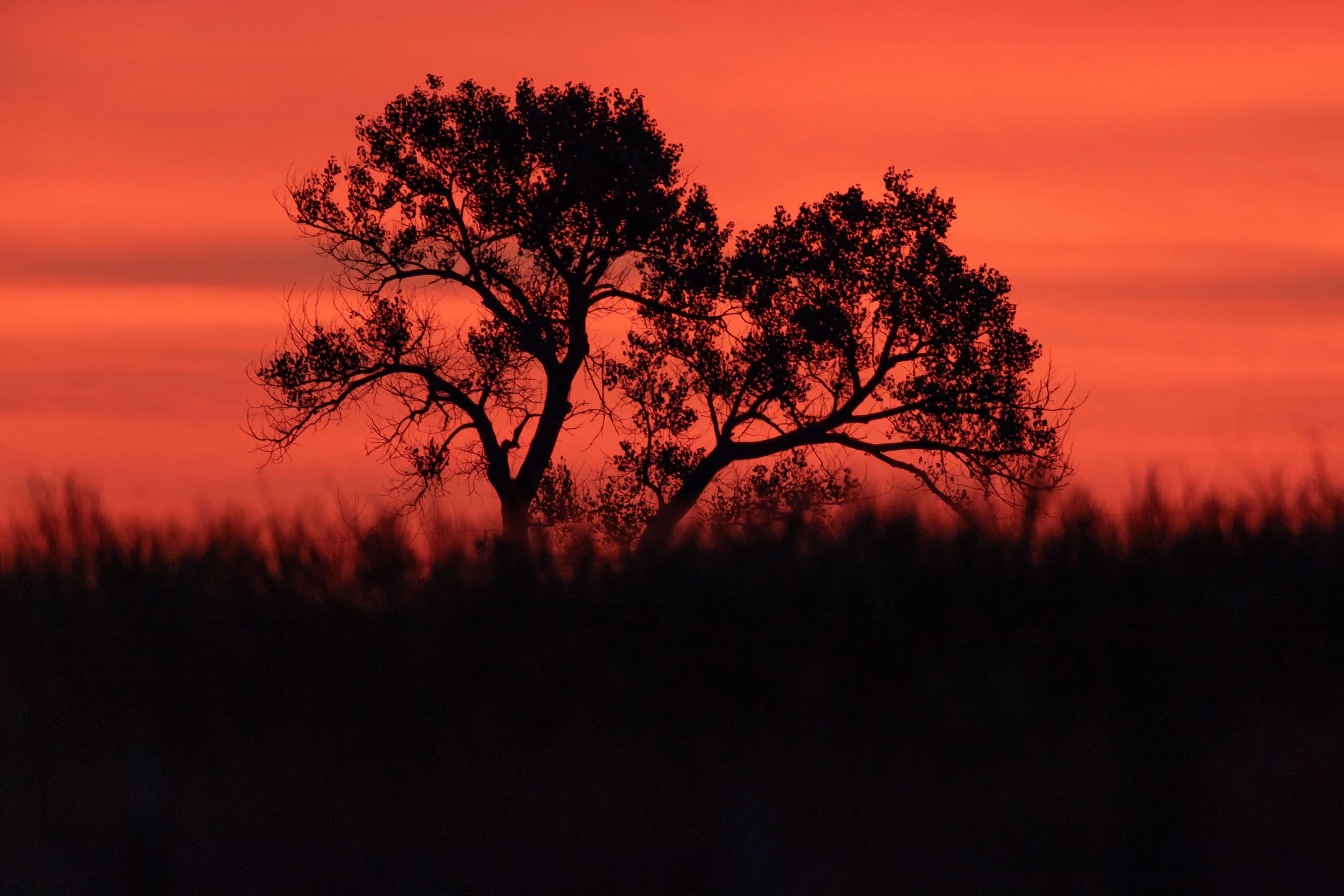 What a beautiful sunrise over a cottonwood tree at the Quivira National Wildlife Refuge in Kansas. The tree is seen standing alone in the grassy plain with warm and ethereal light over the entire scene. The lone cottonwood tree adds a unique and maje