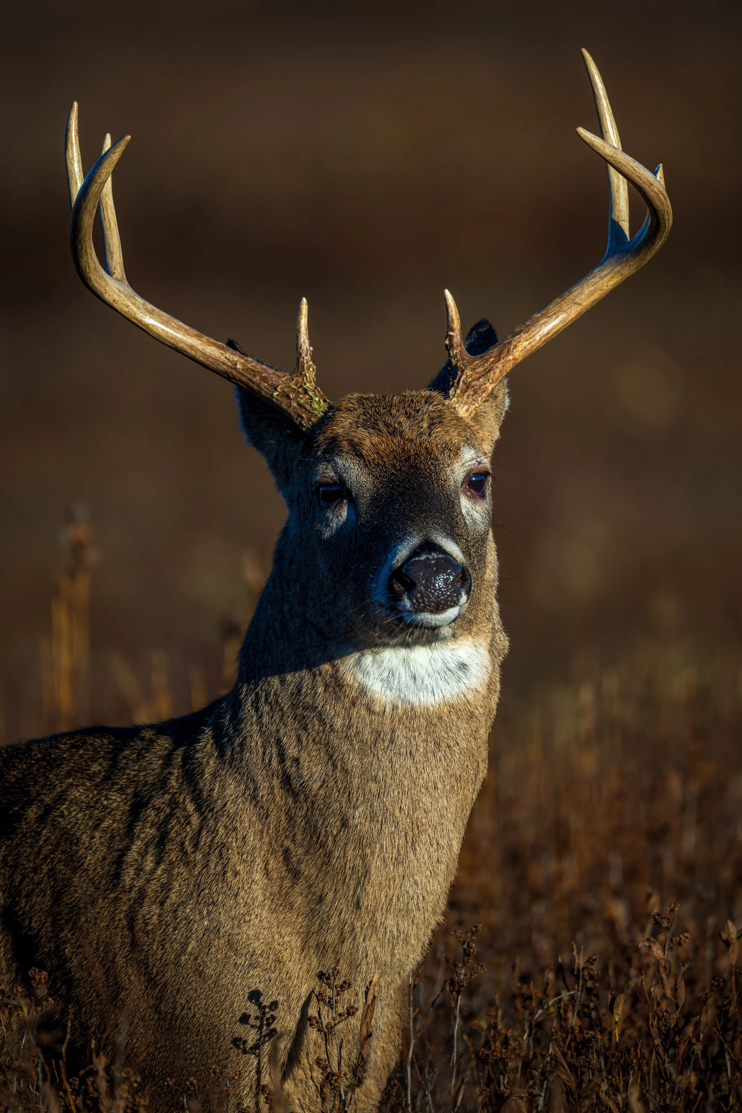 Shenandoah NP Buck.