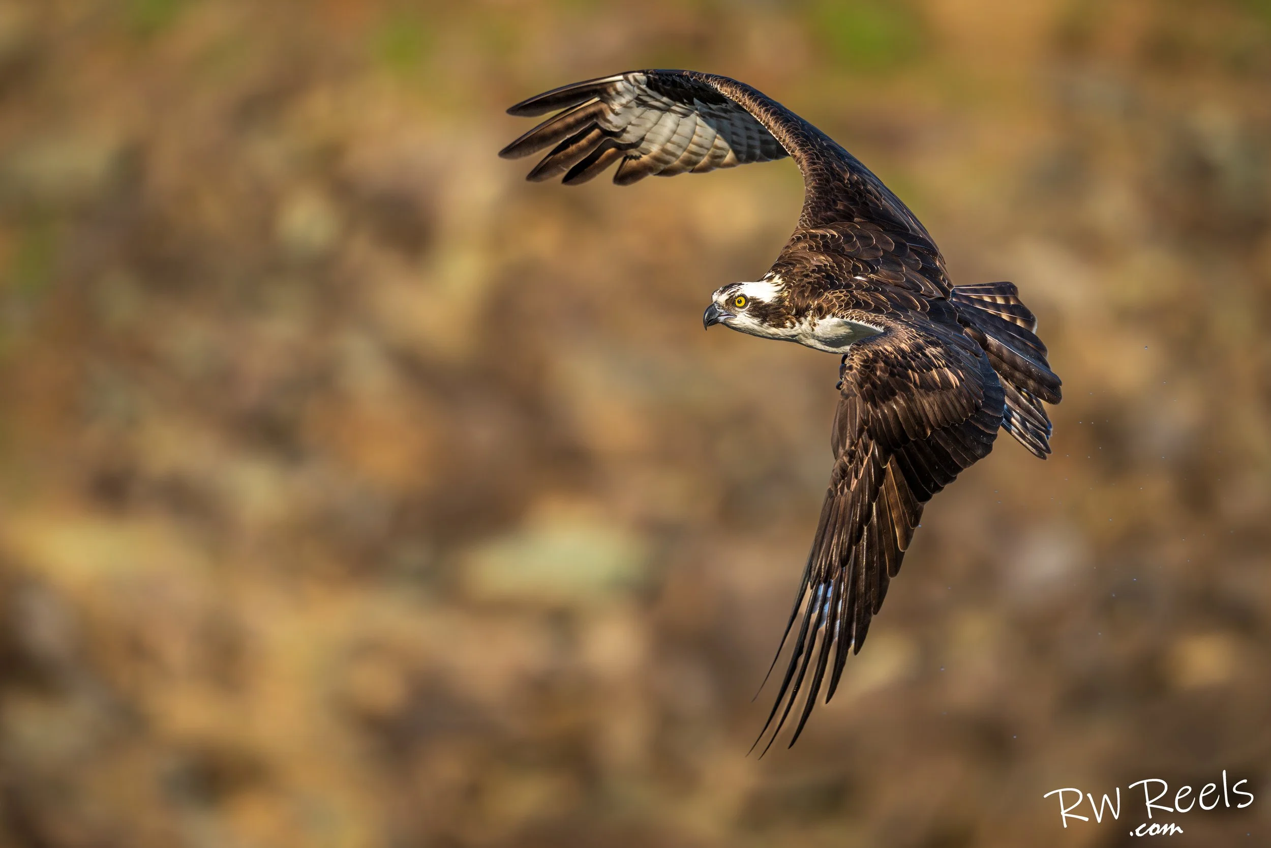 jordanlak3.17.26_346305-Edit.jpg