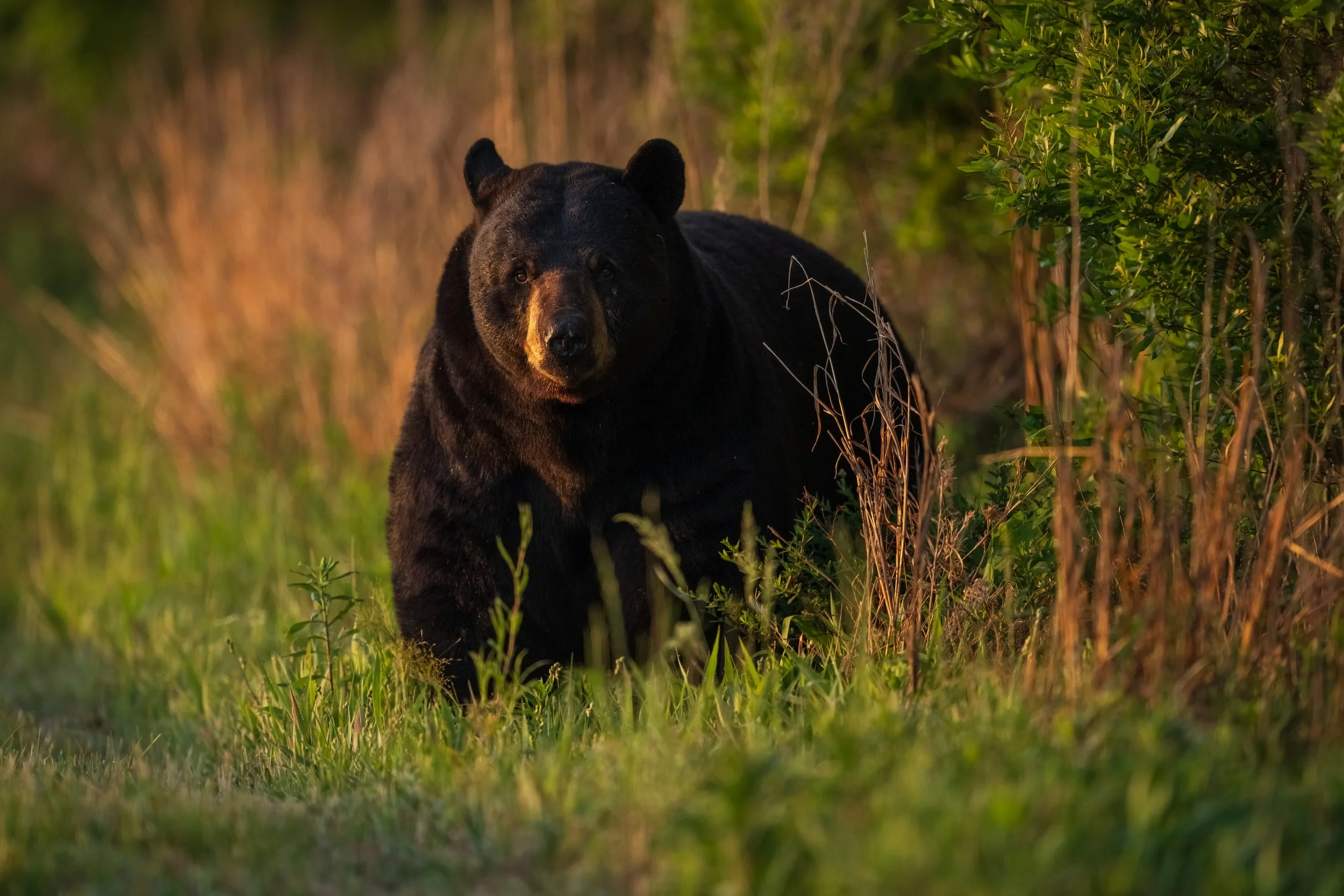 Captured in the serene landscape of Alligator River National Wildlife Refuge, this image features an American black bear illuminated by golden hour light. Emerging from the brush, the bear moves through tall grass with quiet strength—an unforgettable